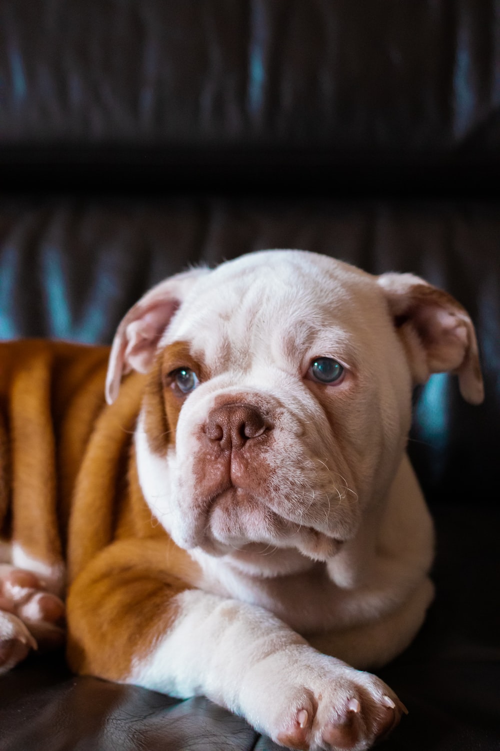 English Bulldog Wallpapers