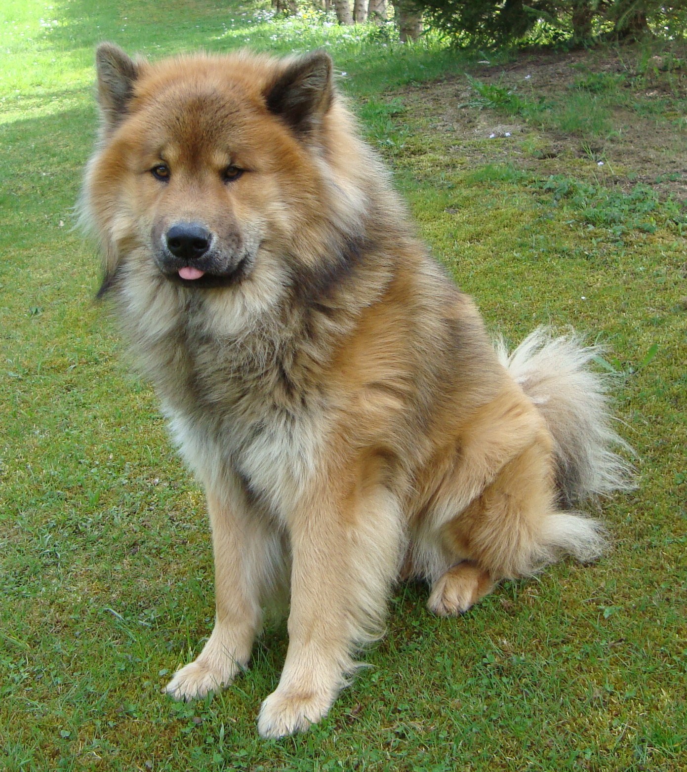 Eurasier Wallpapers