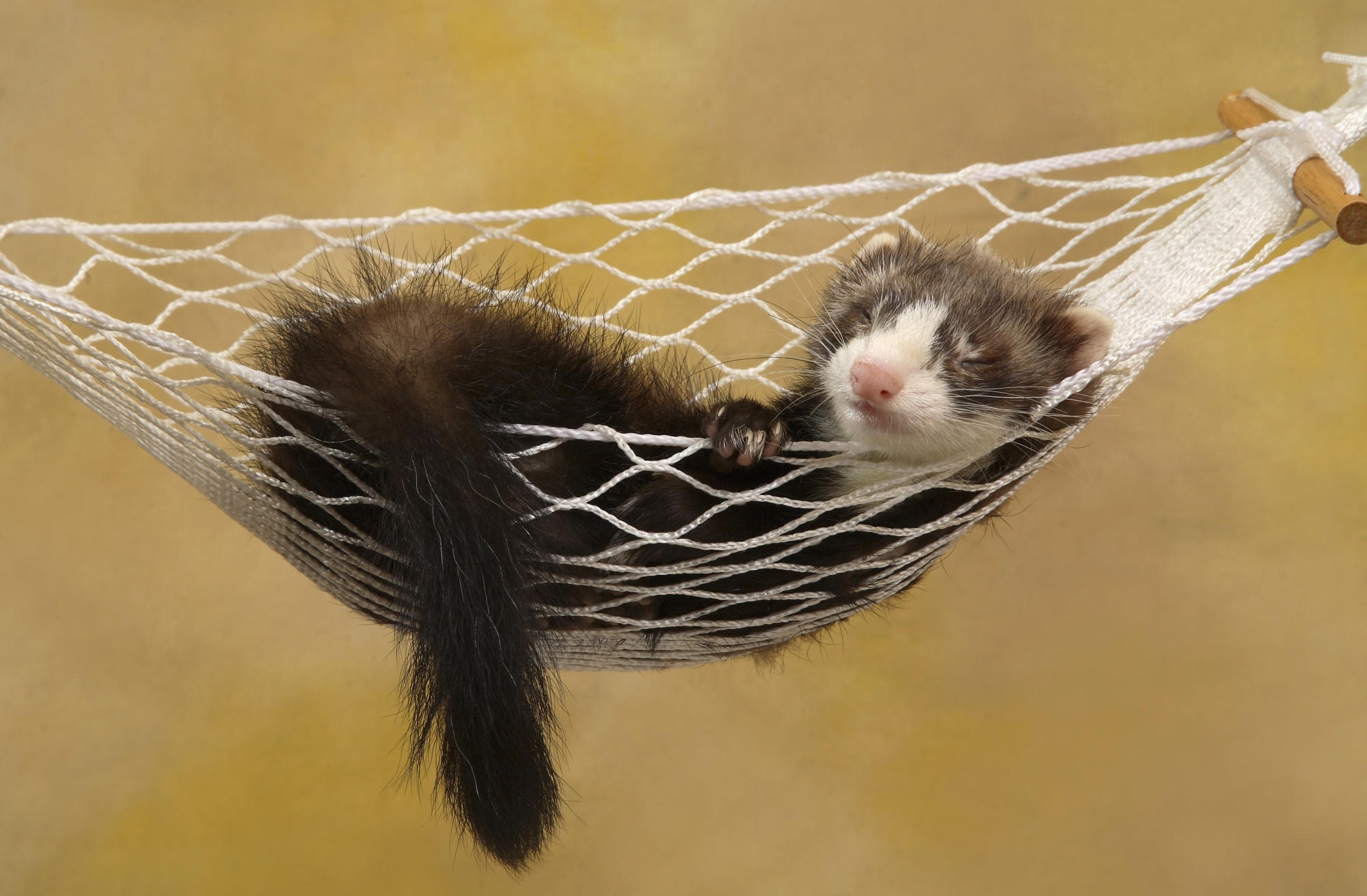 Ferret Wallpapers