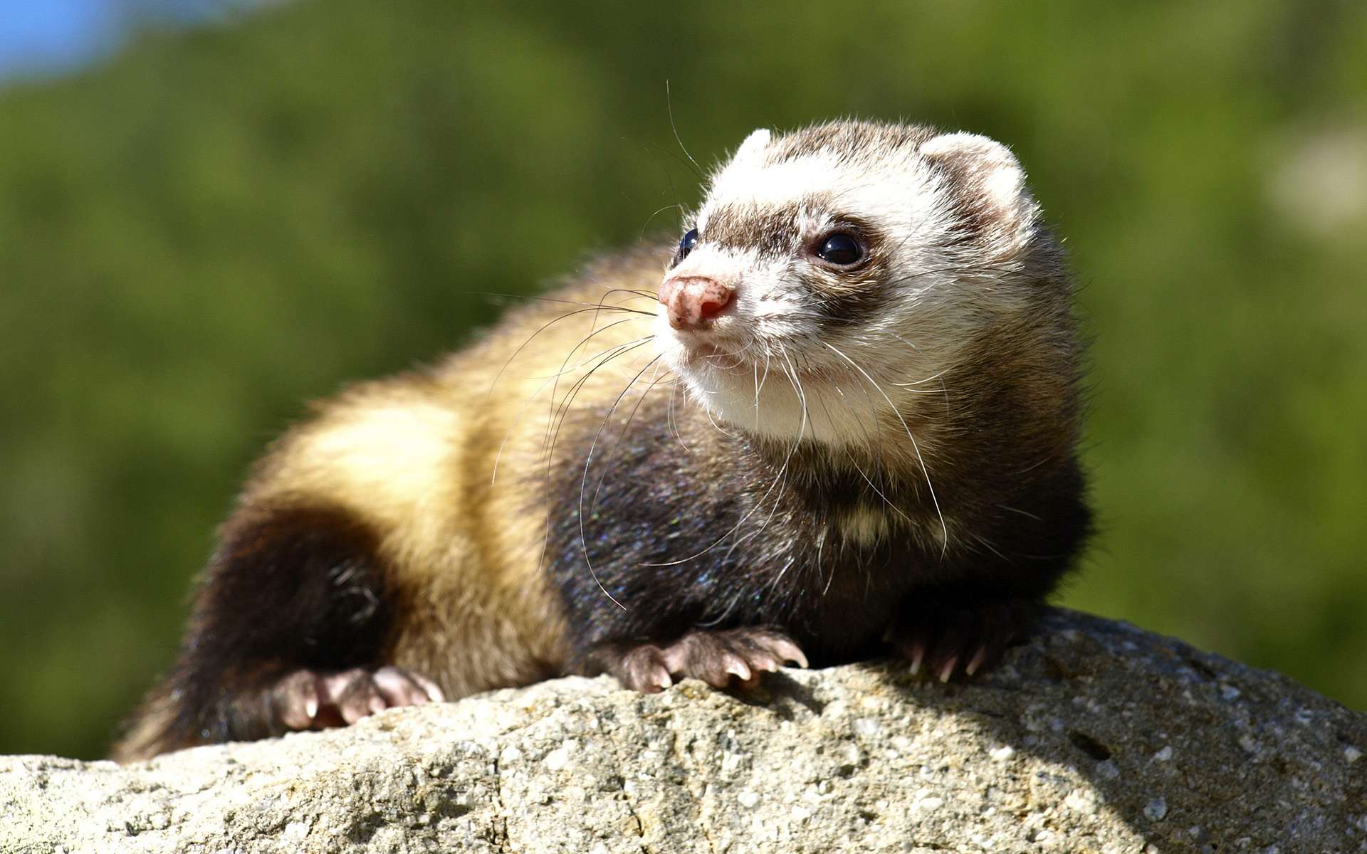 Ferret Wallpapers