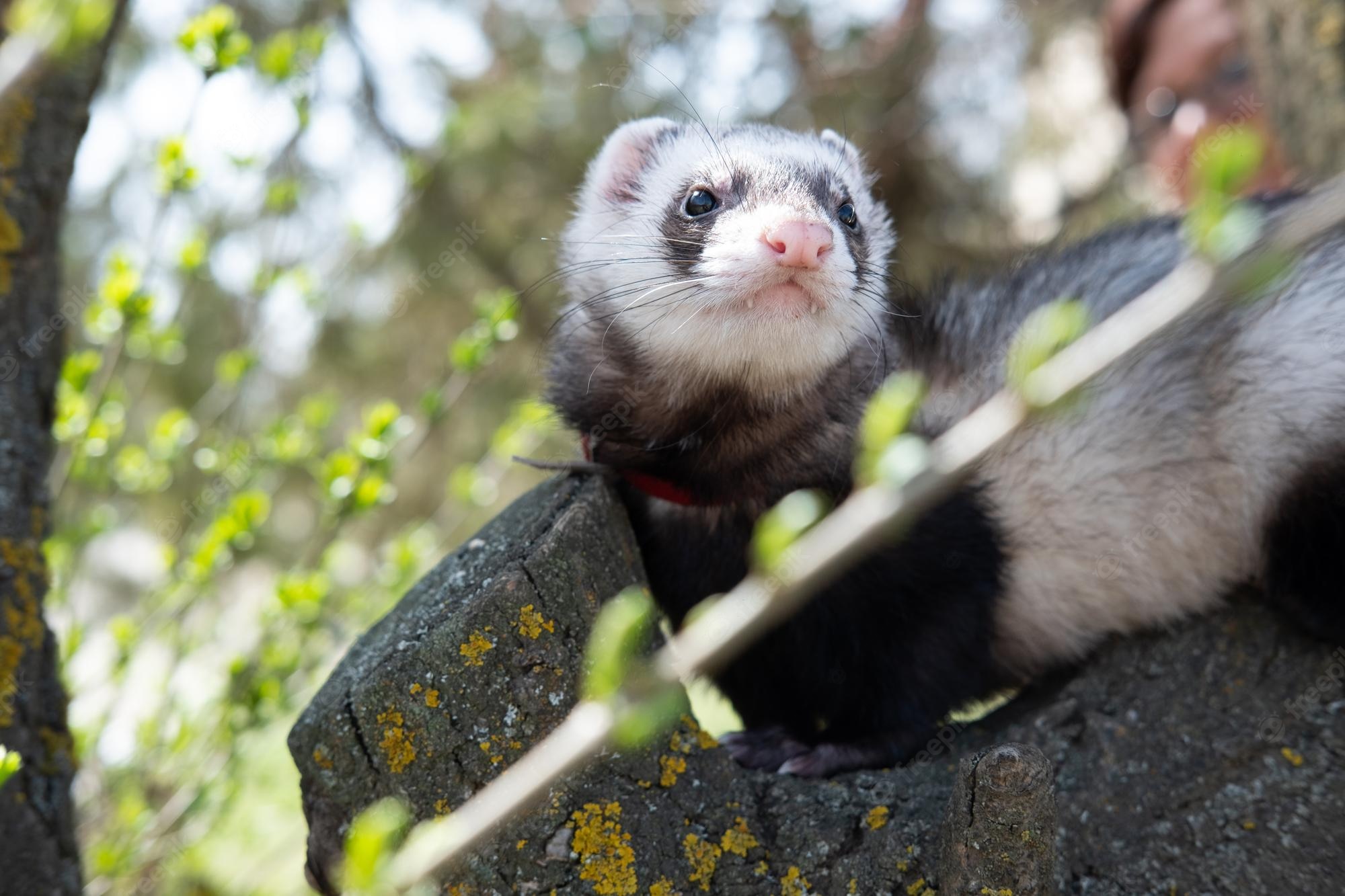 Ferret Wallpapers