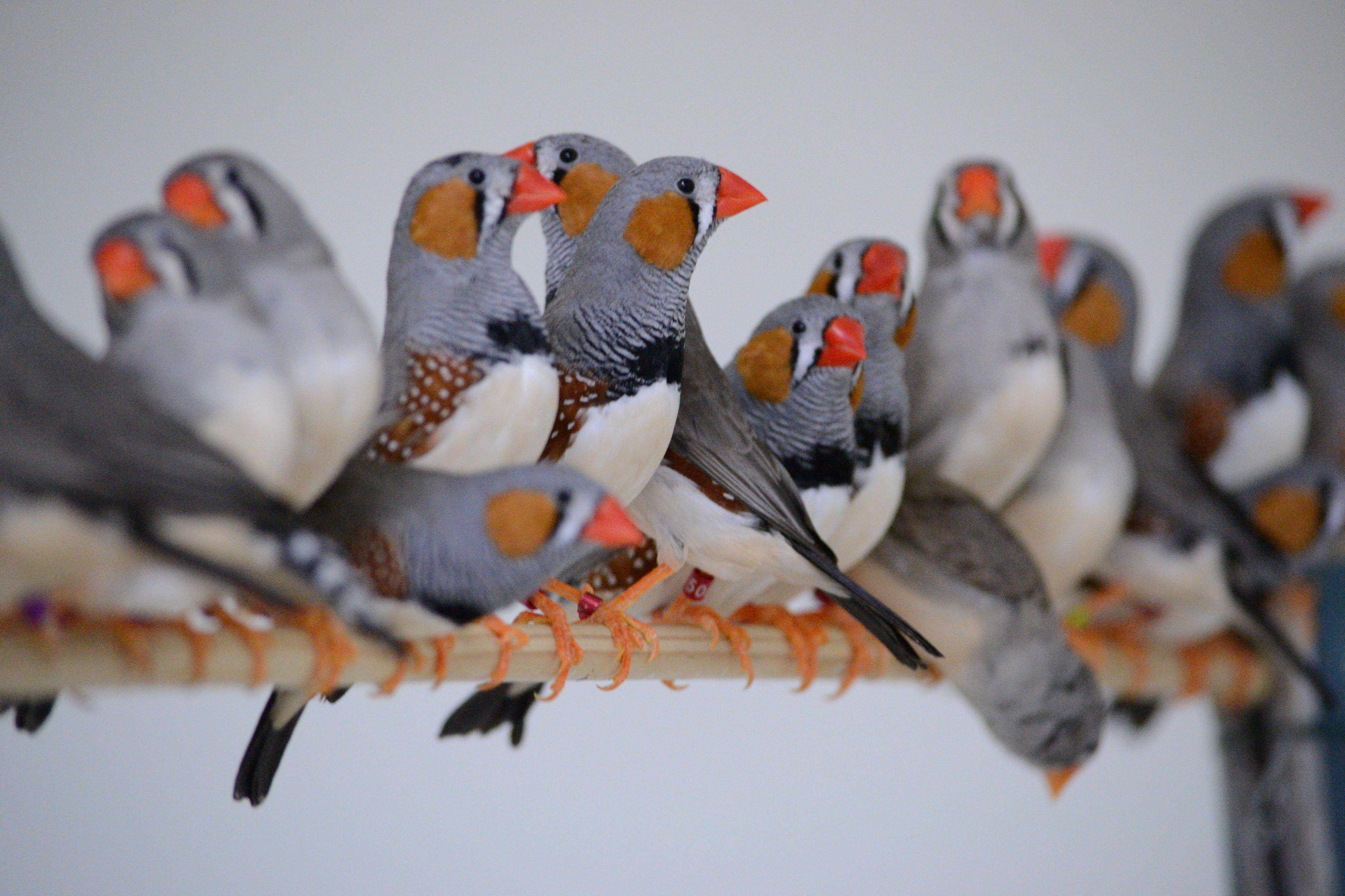 Finches Wallpapers