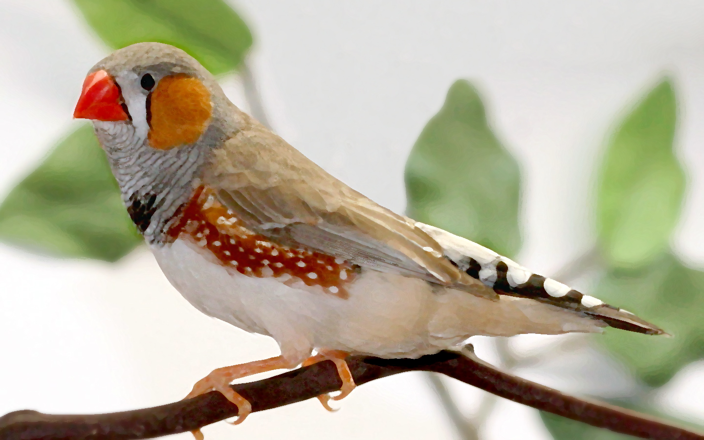 Finches Wallpapers