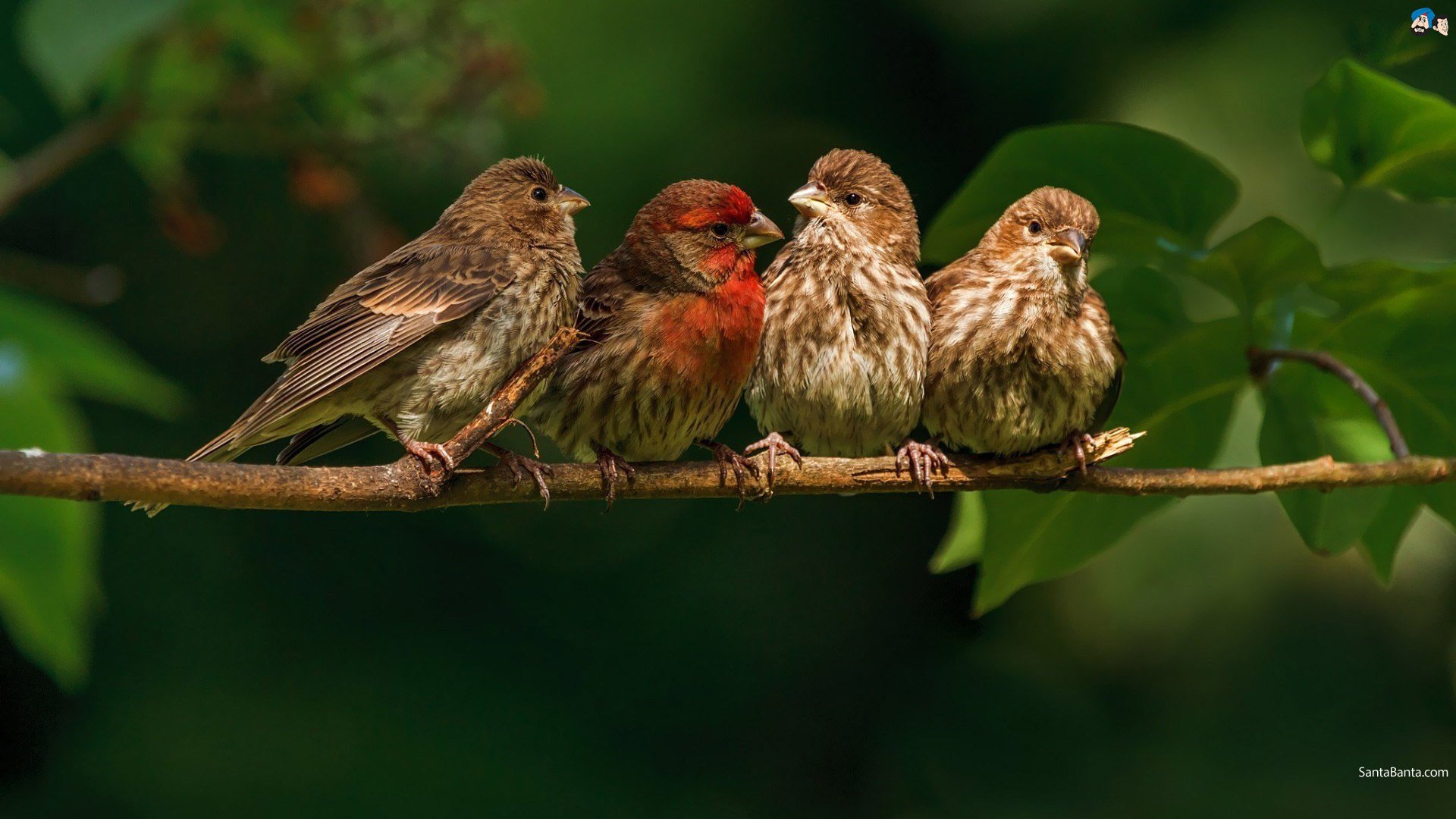 Finches Wallpapers