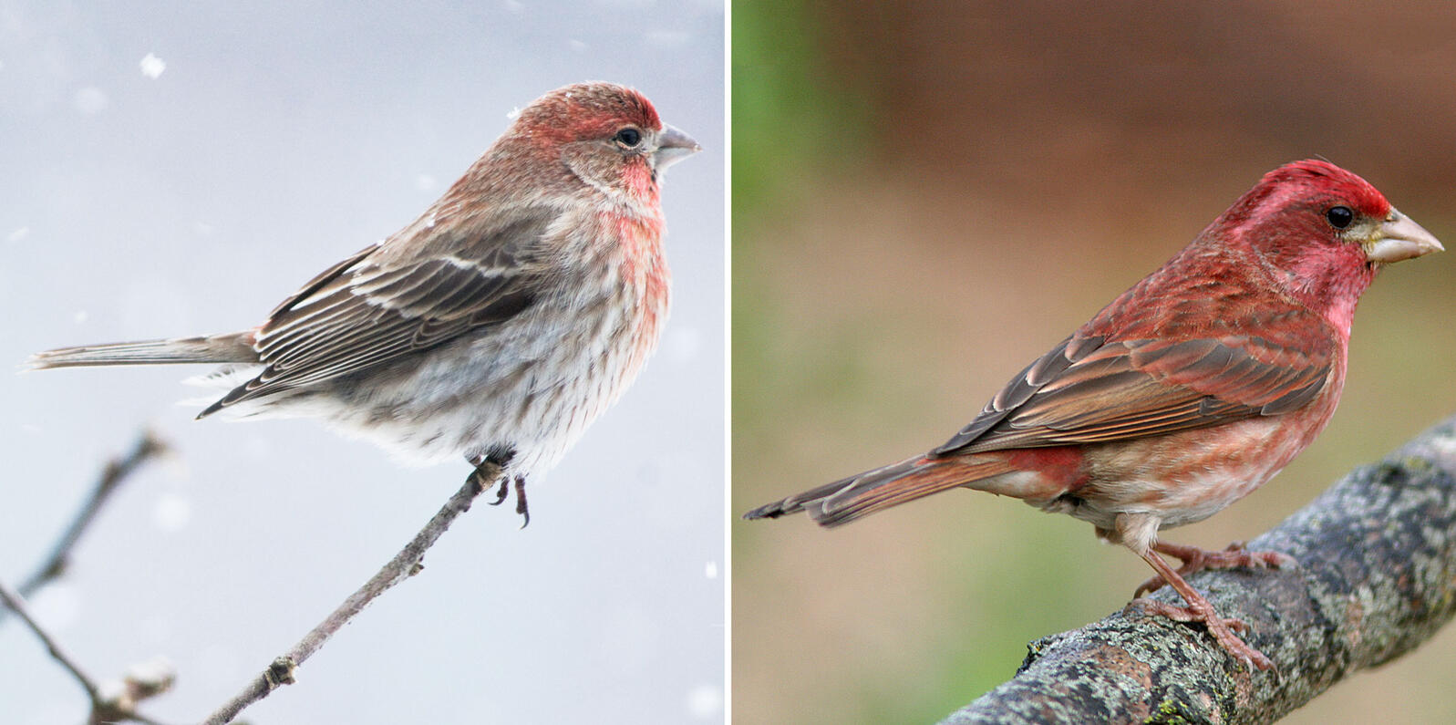 Finches Wallpapers