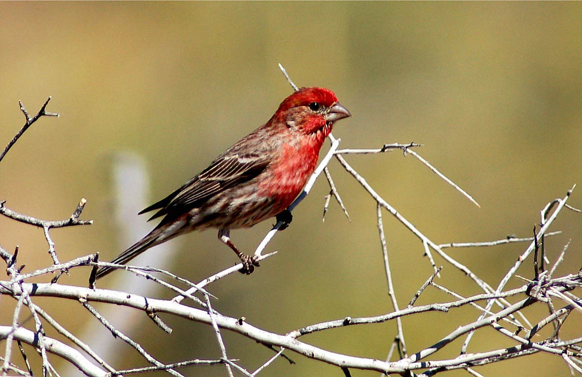 Finches Wallpapers