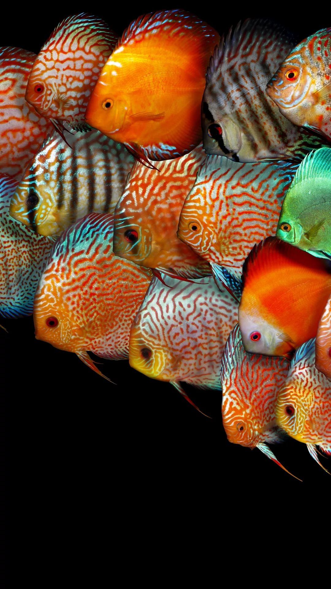 Fish Wallpapers