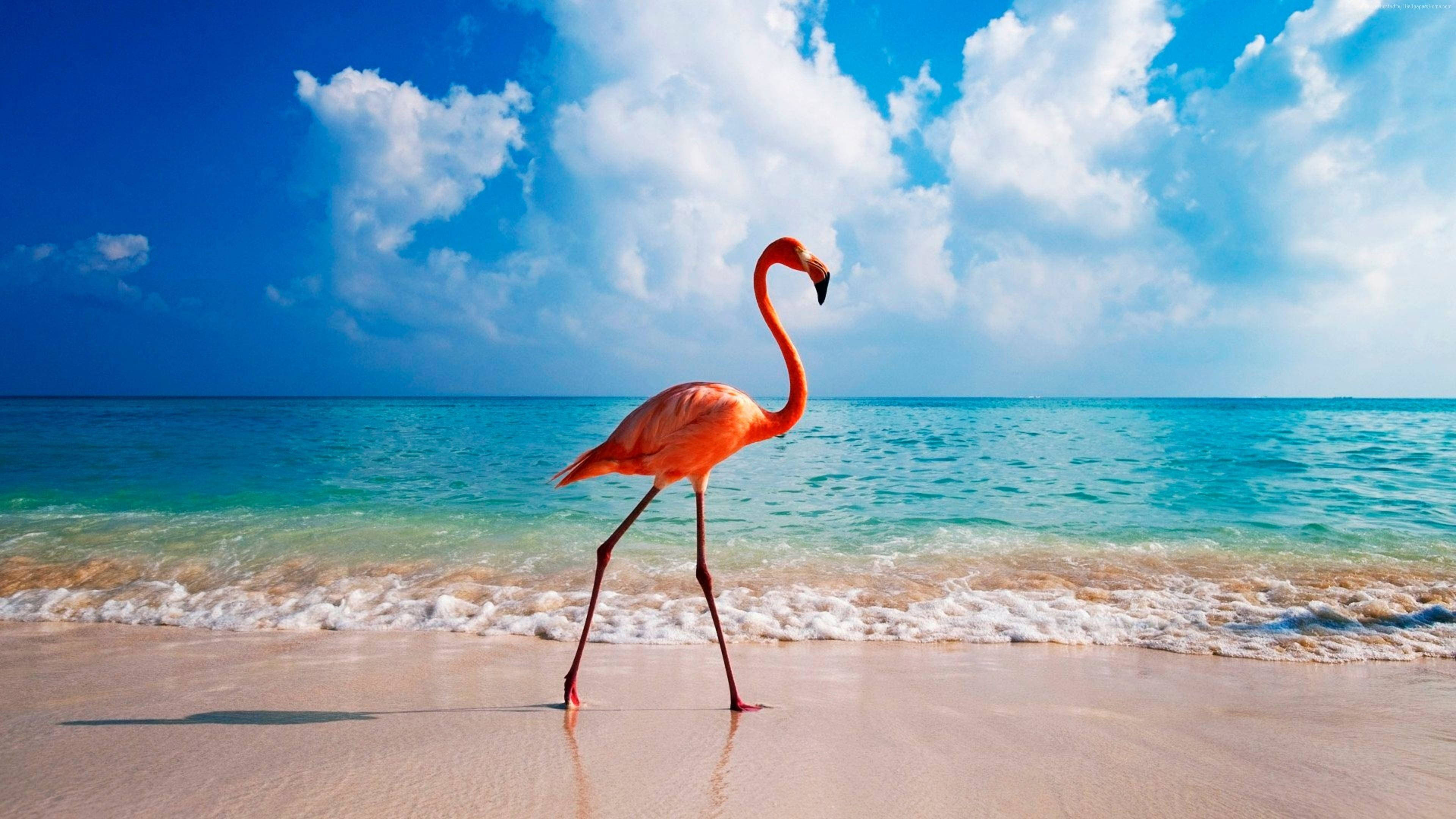 Flamingo Wallpapers