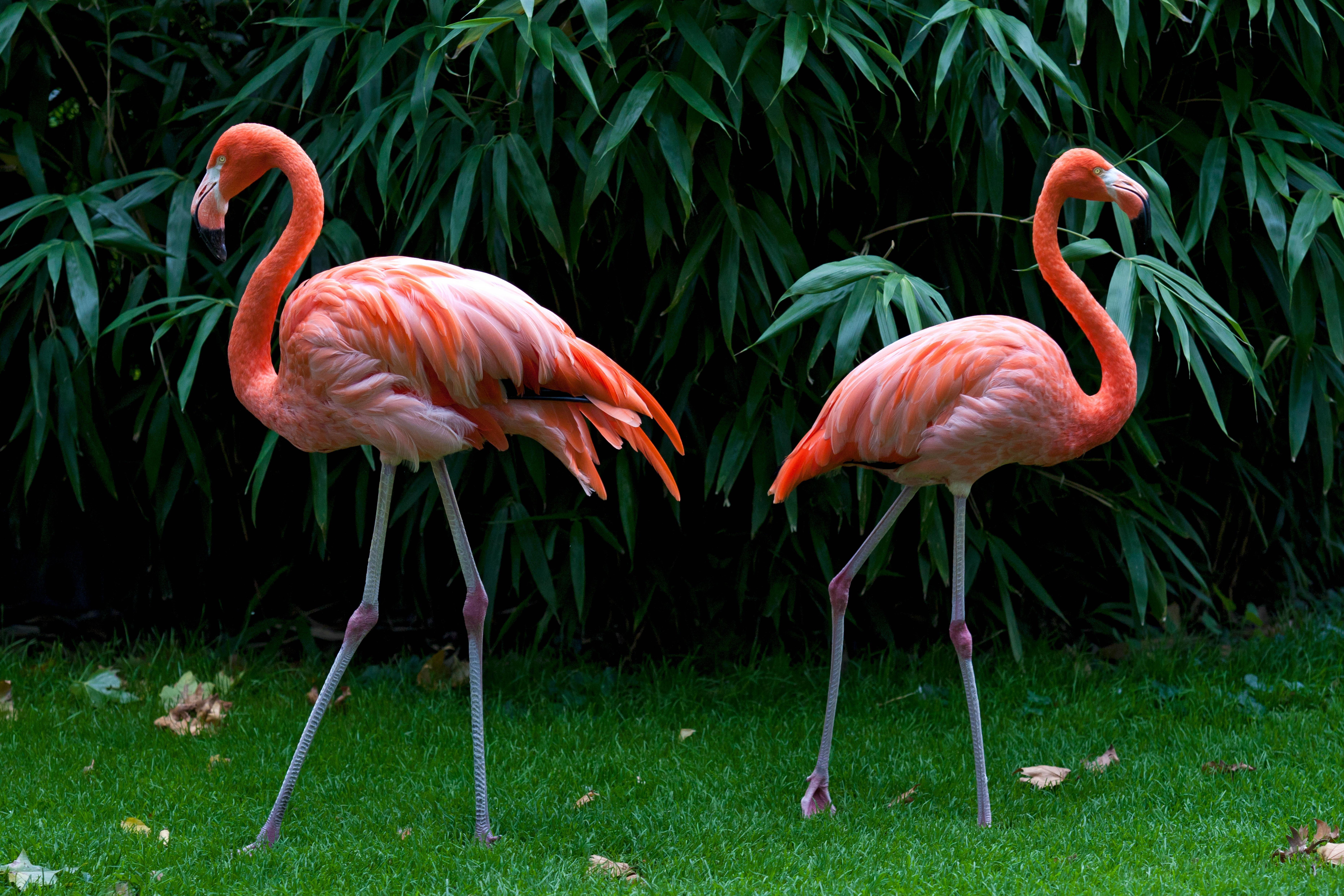 Flamingo Wallpapers