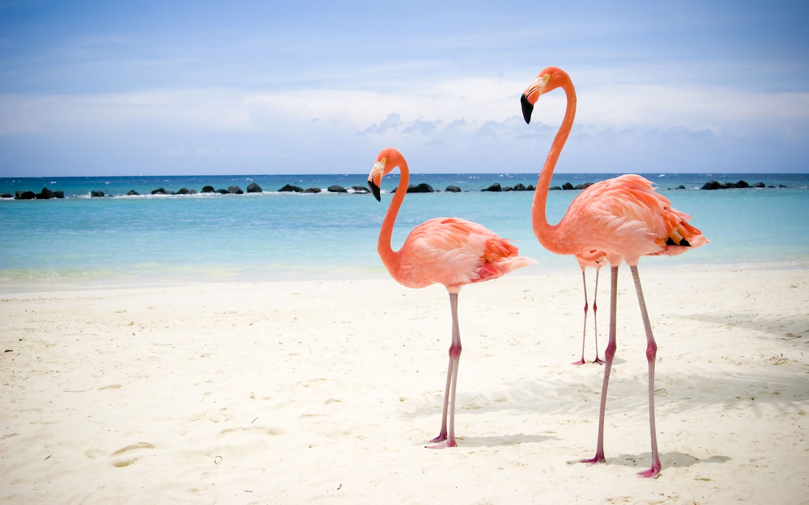 Flamingo Wallpapers