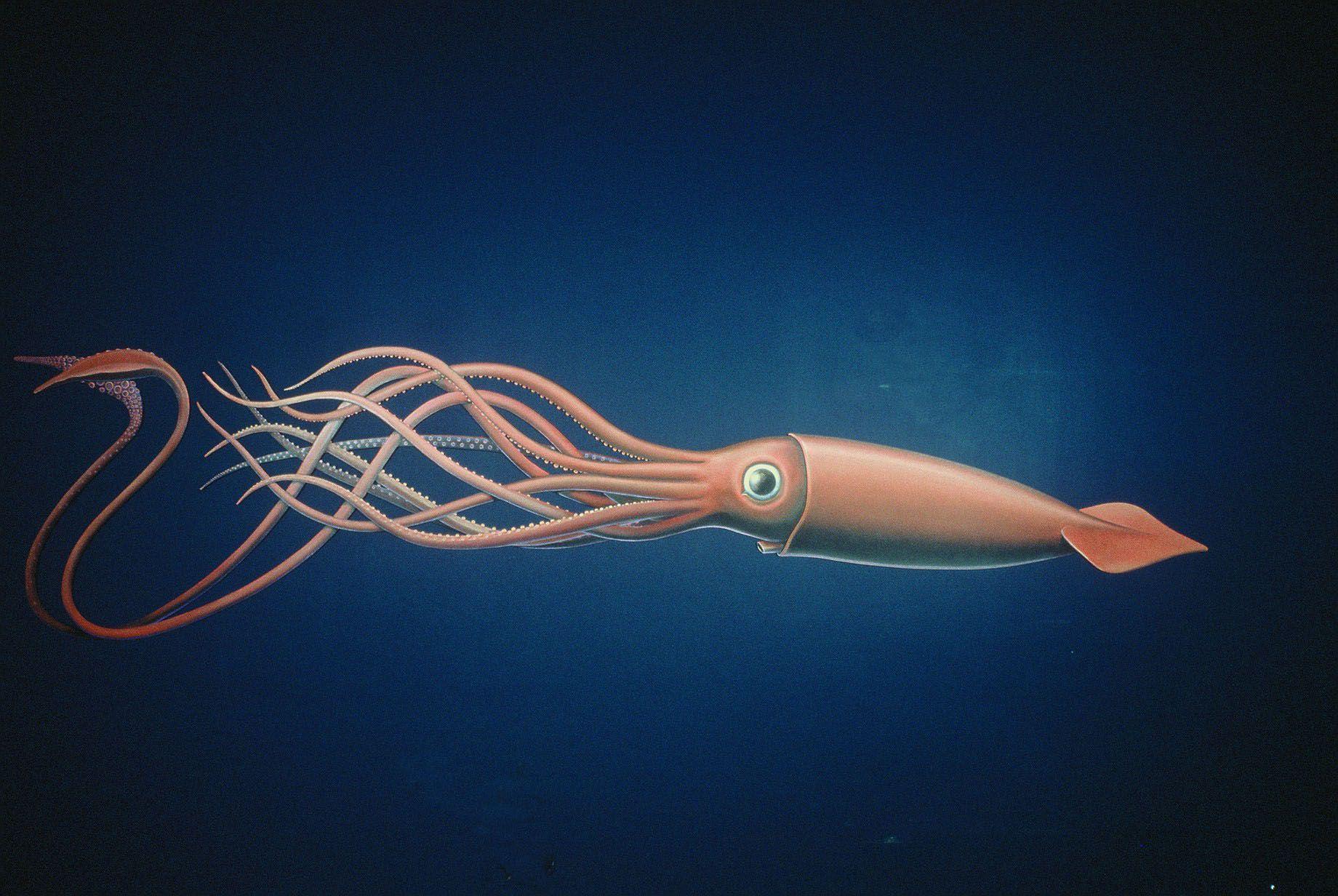 Giant Squid Wallpapers