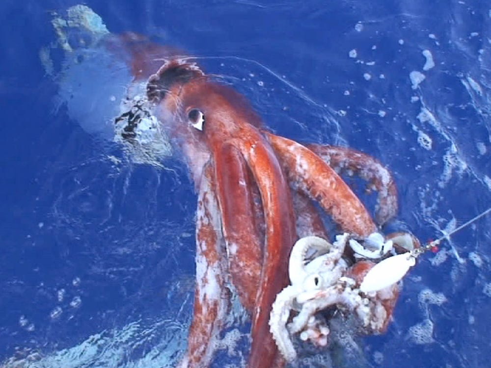 Giant Squid Wallpapers