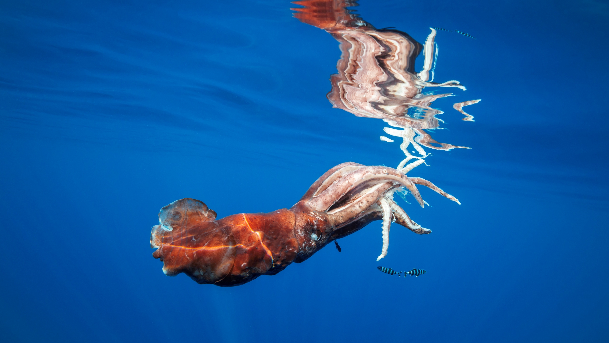 Giant Squid Wallpapers