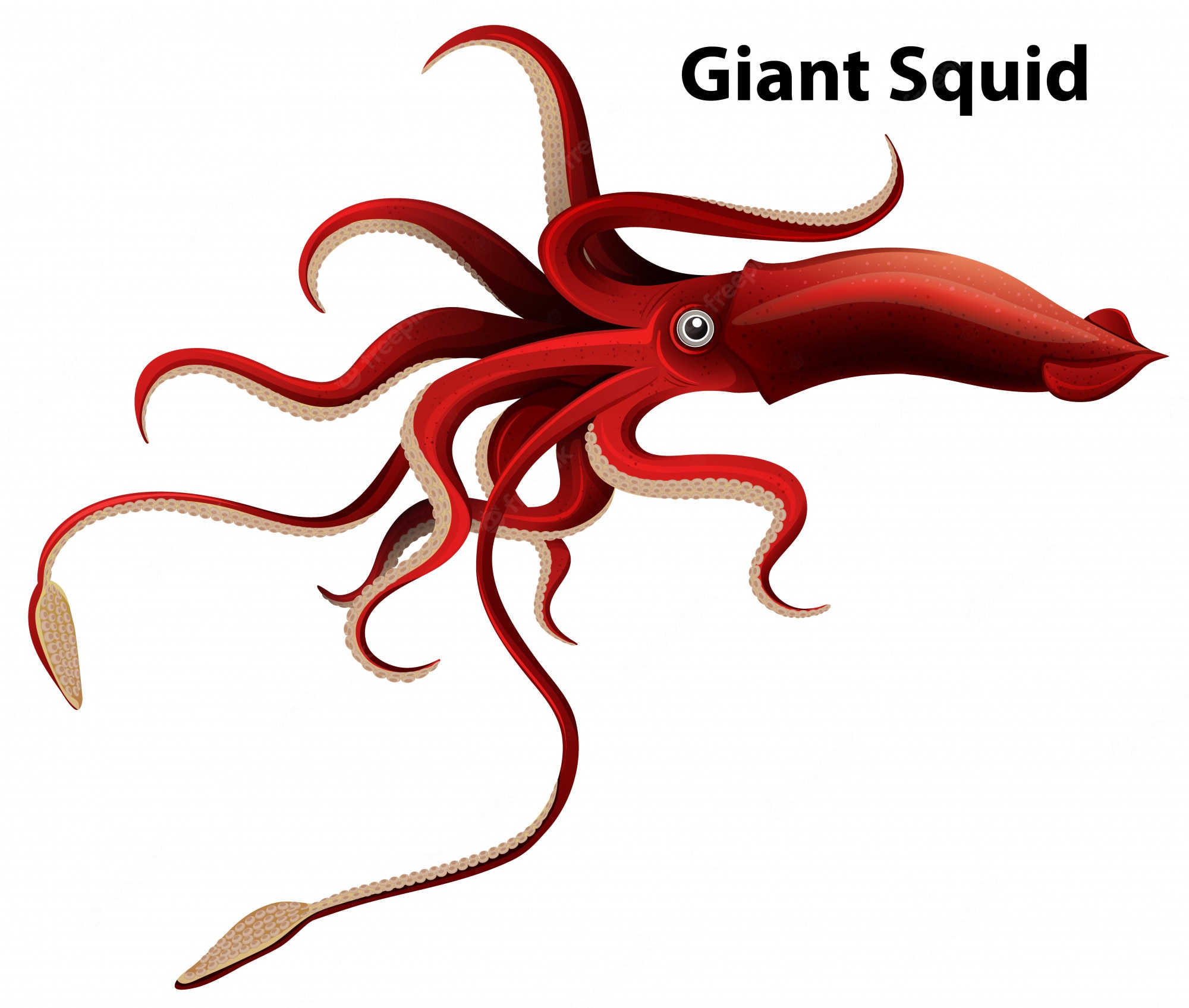 Giant Squid Wallpapers