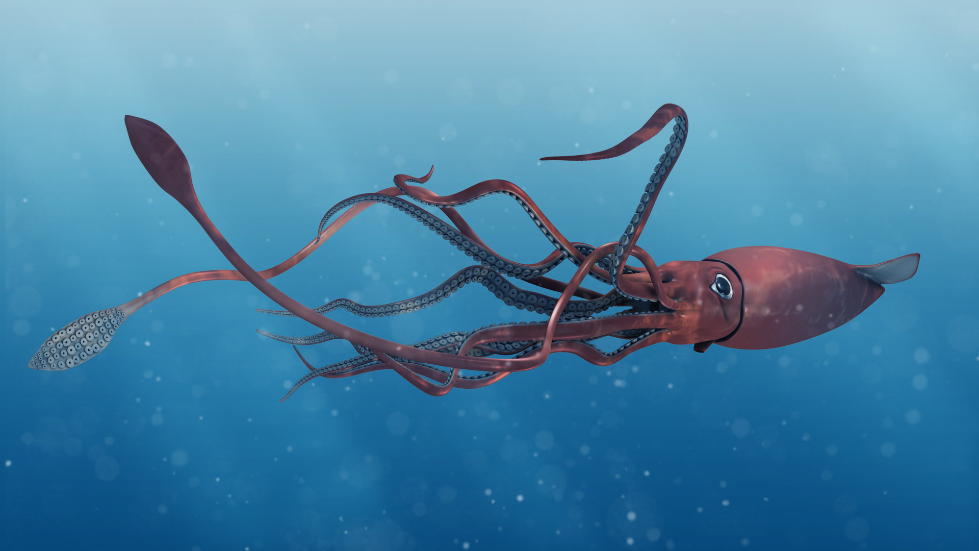 Giant Squid Wallpapers