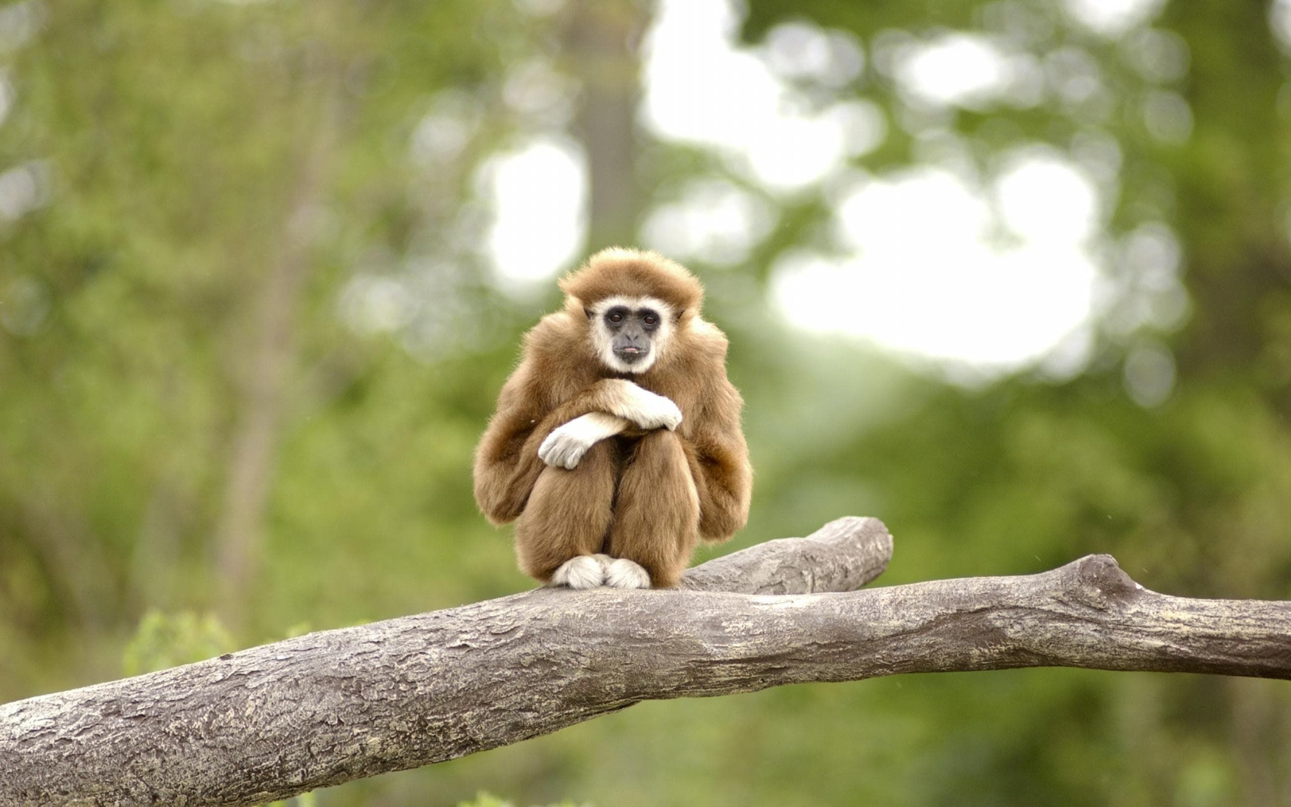 Gibbon Wallpapers