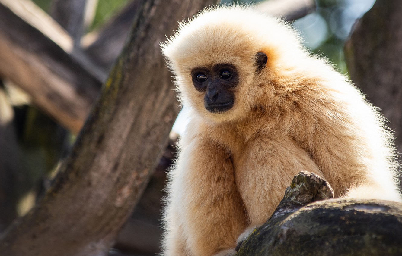 Gibbon Wallpapers