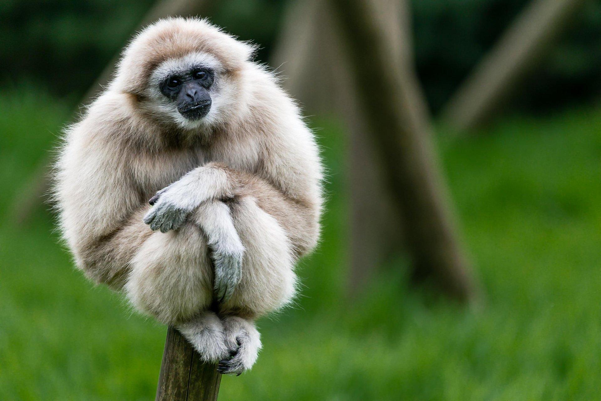 Gibbon Wallpapers