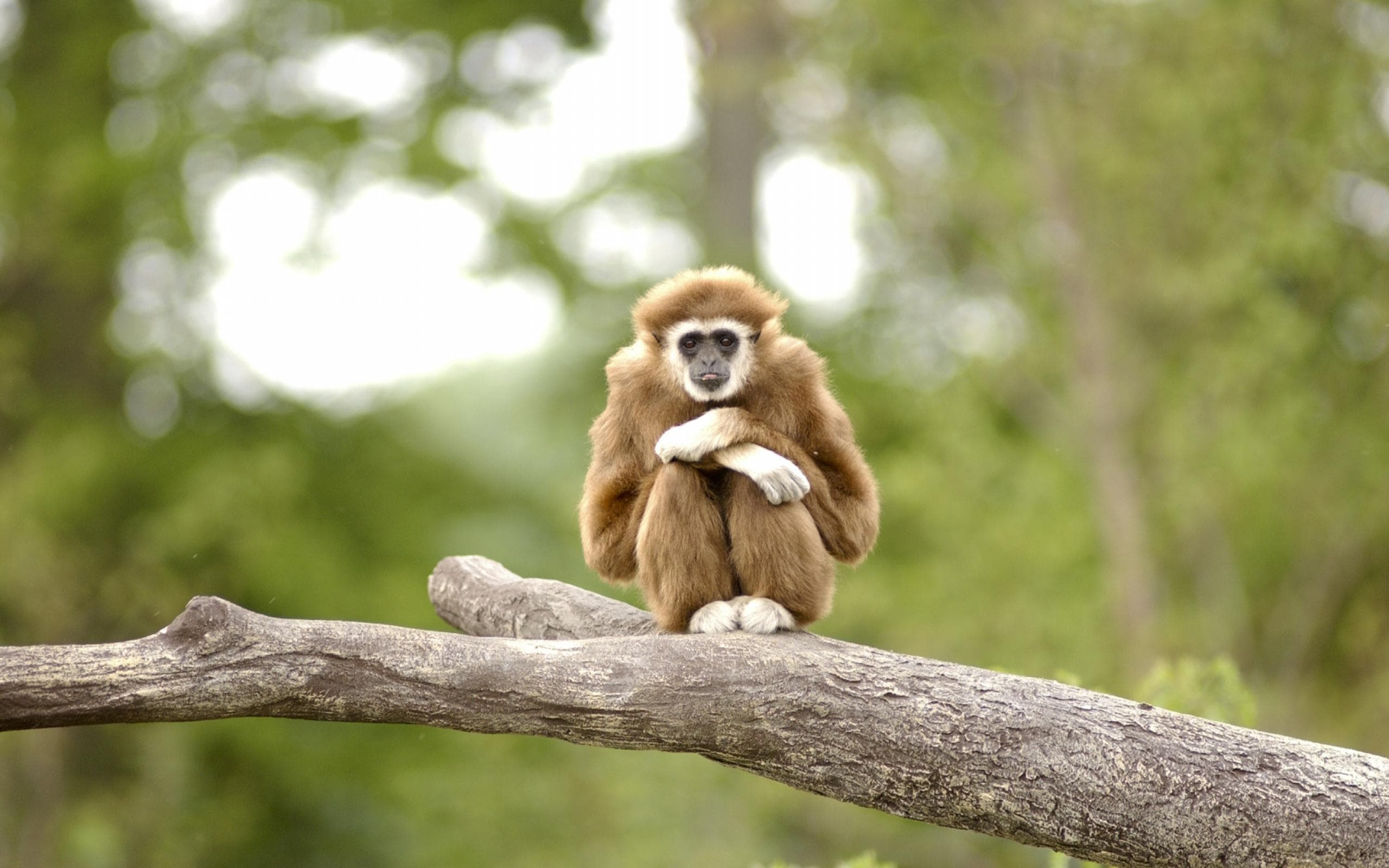 Gibbon Wallpapers