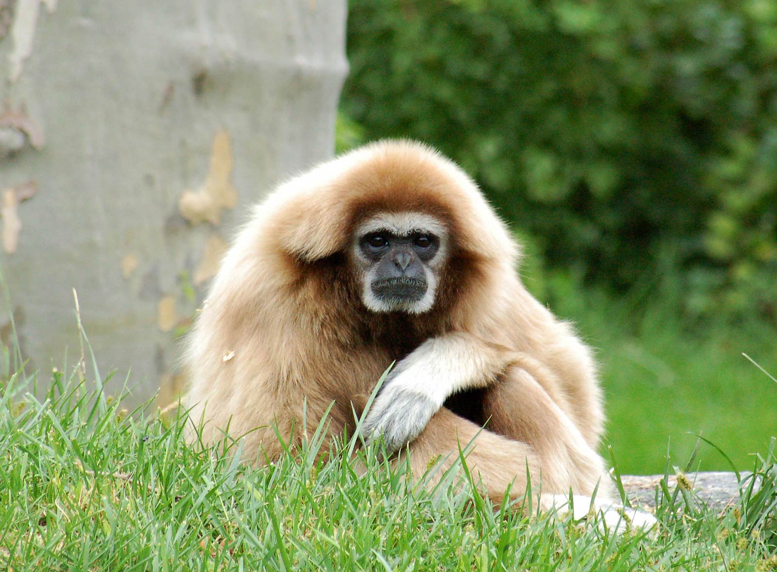 Gibbon Wallpapers