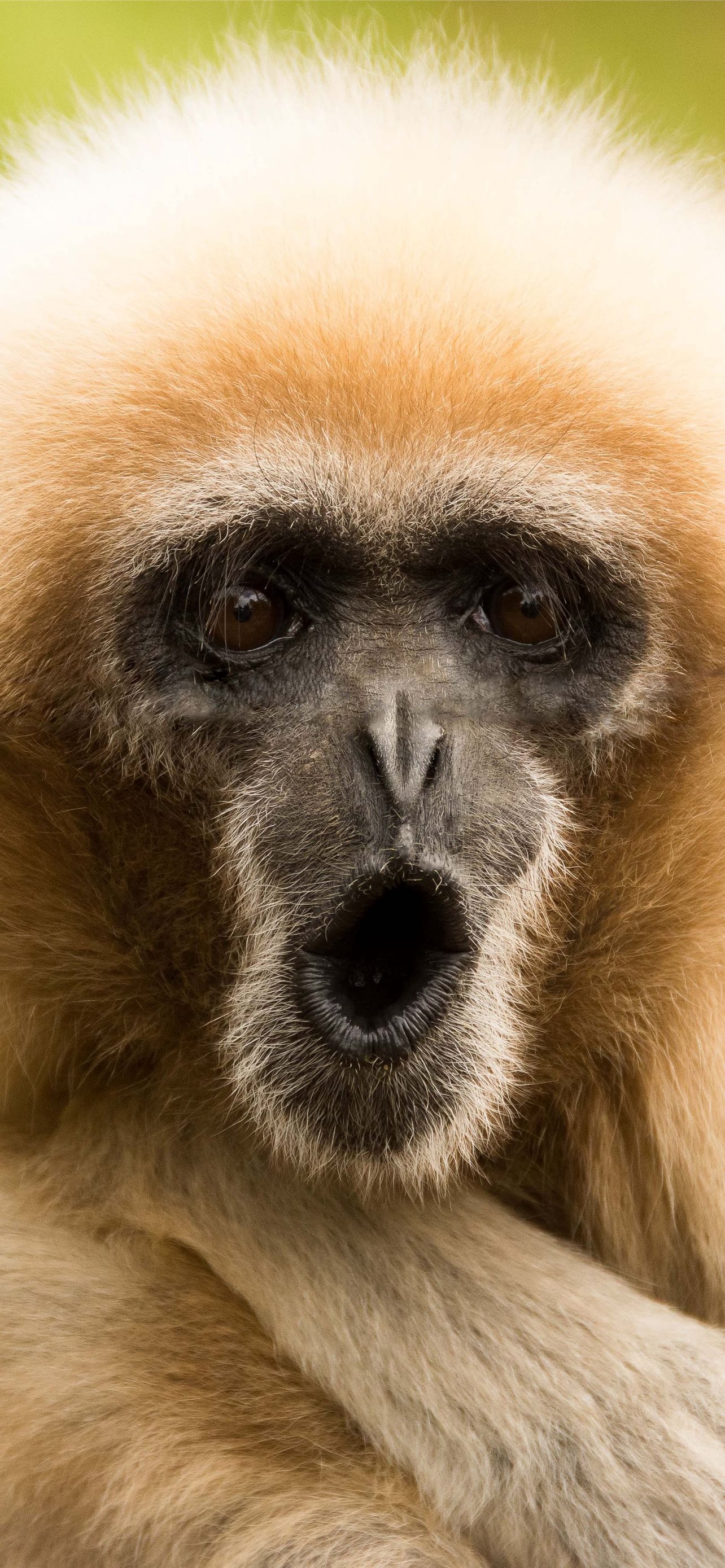 Gibbon Wallpapers