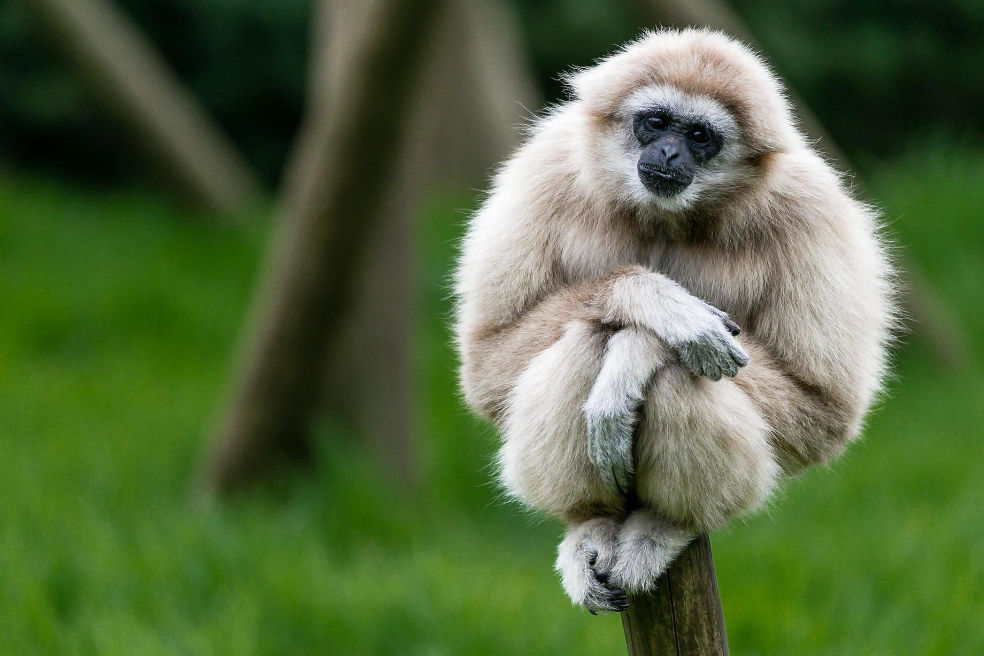 Gibbon Wallpapers