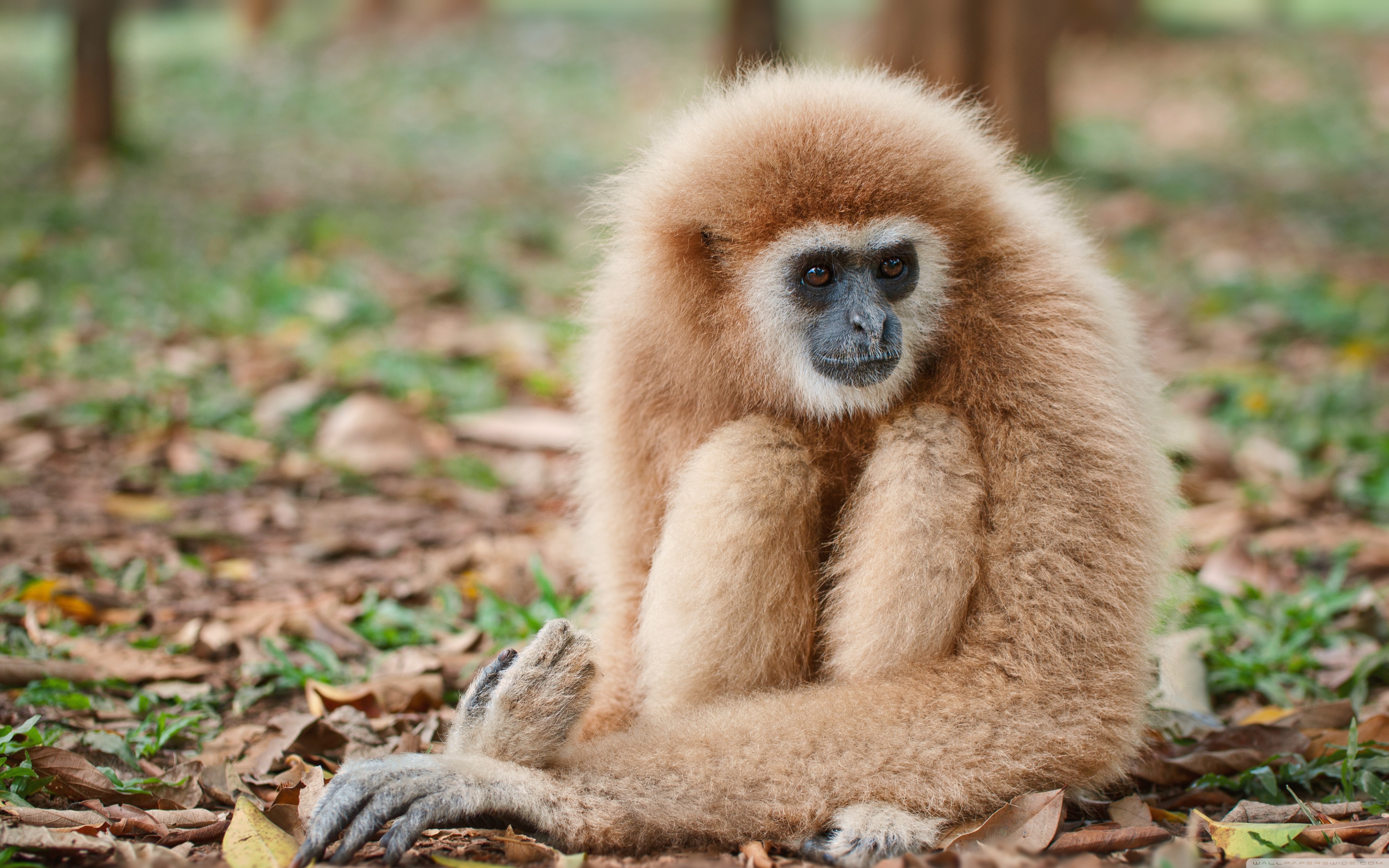 Gibbon Wallpapers