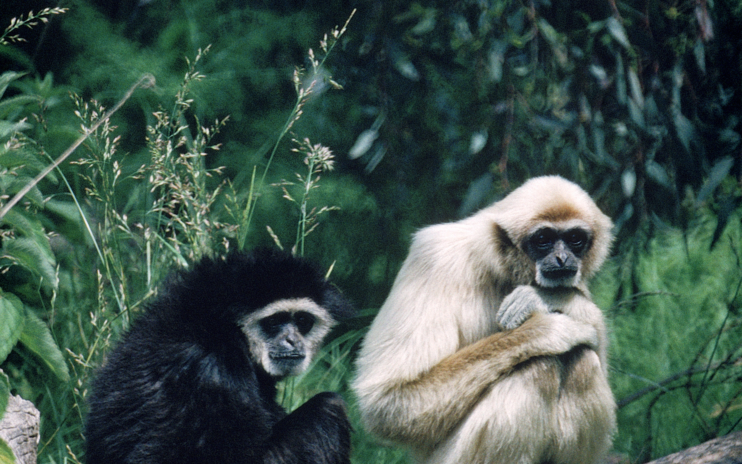 Gibbon Wallpapers