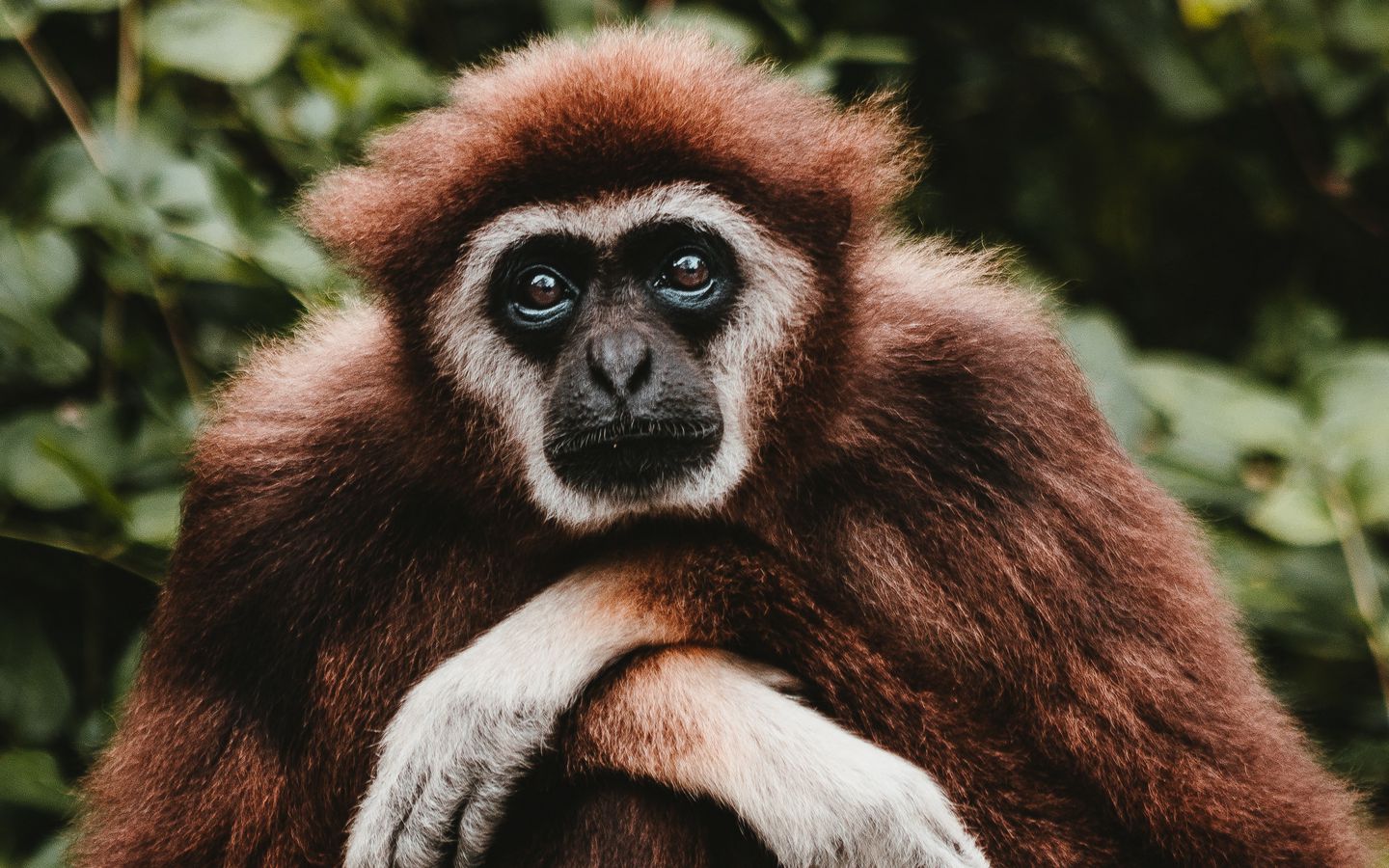 Gibbon Wallpapers