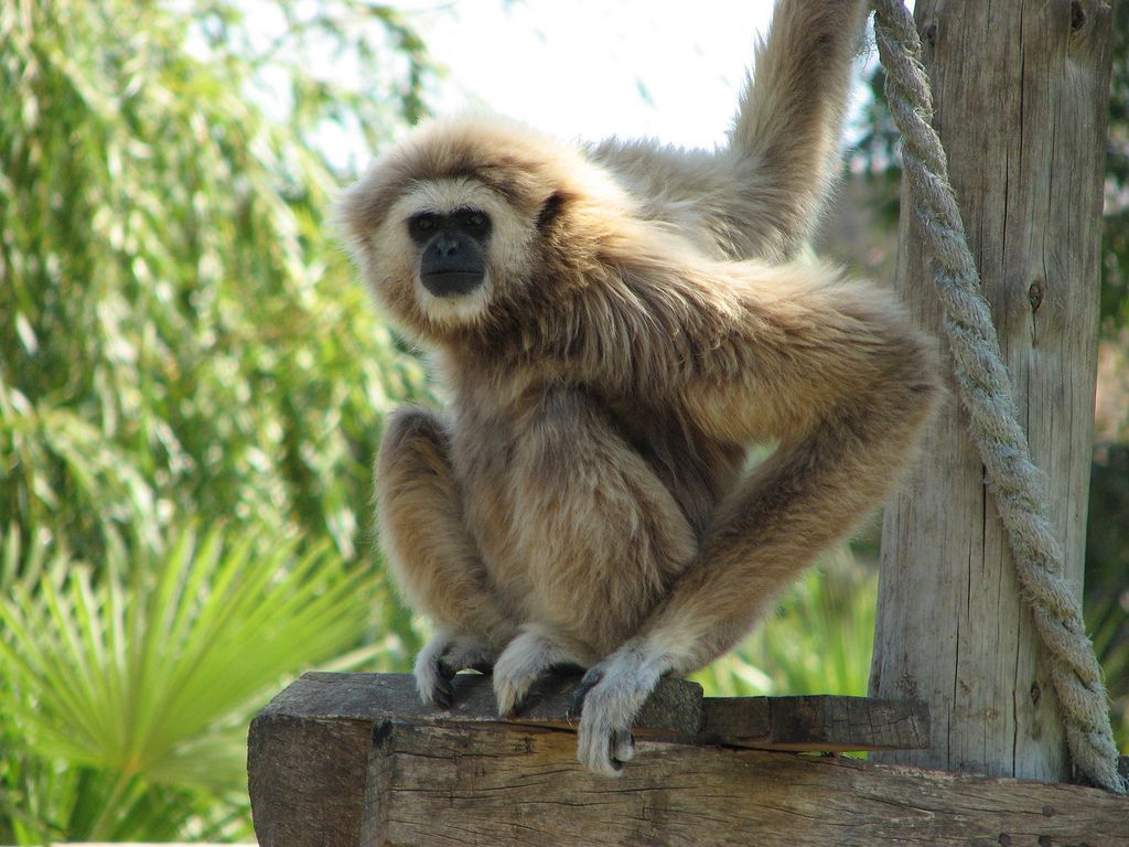 Gibbon Wallpapers