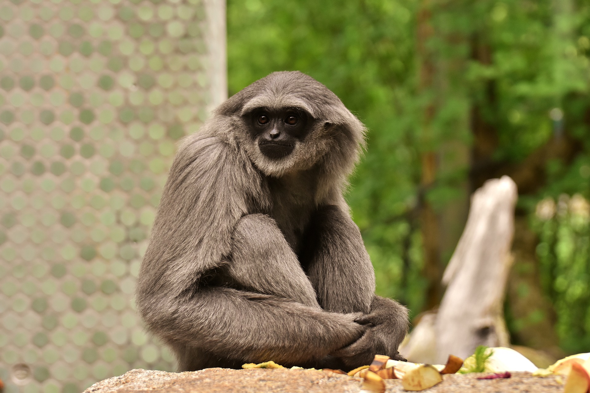 Gibbon Wallpapers