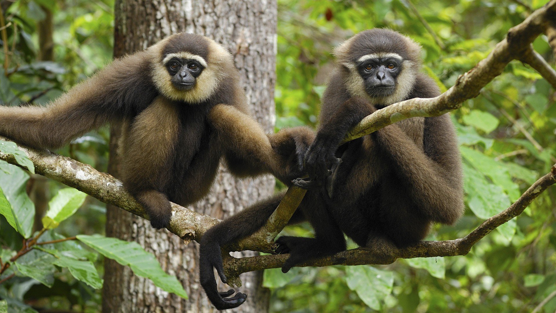 Gibbon Wallpapers