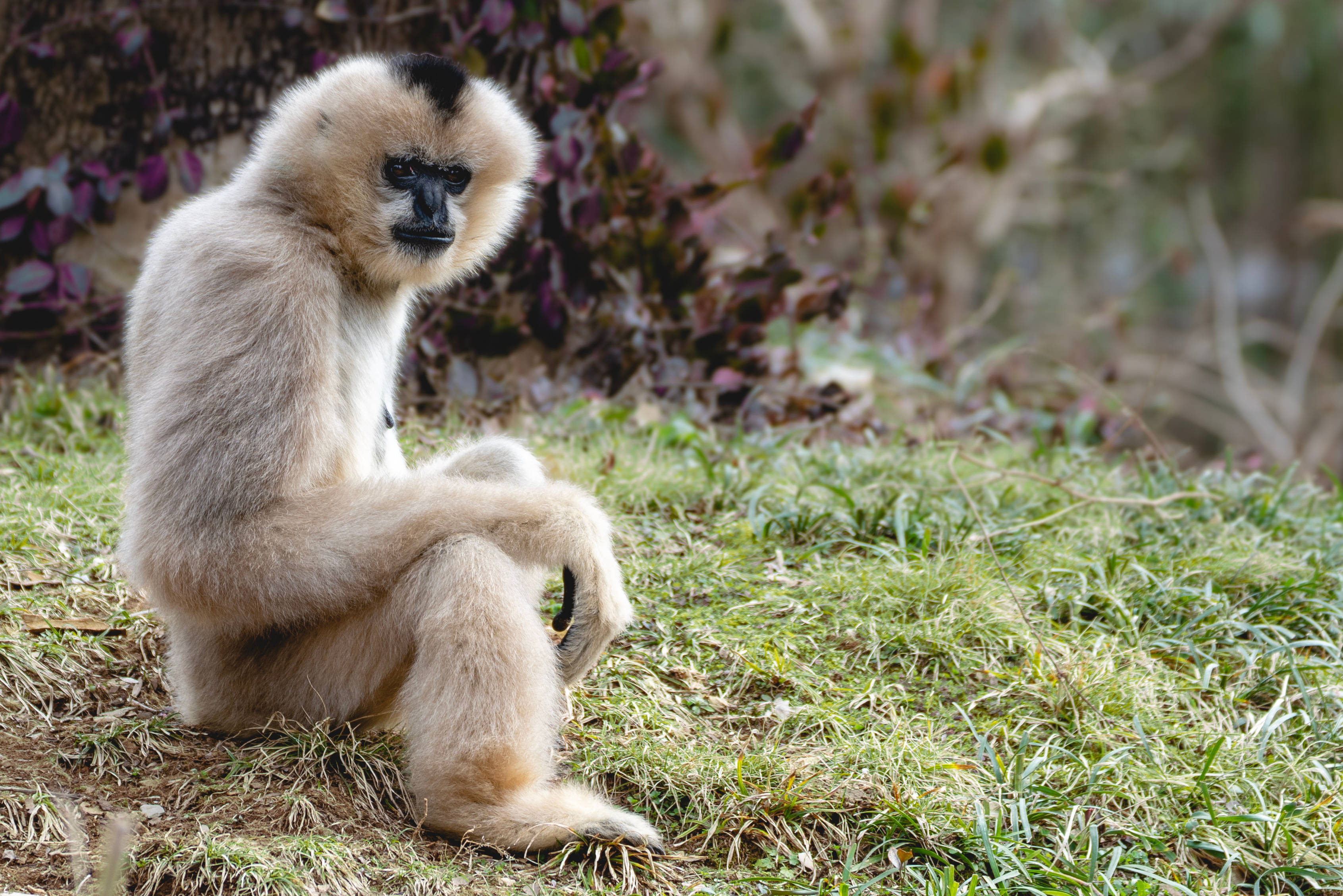 Gibbon Wallpapers