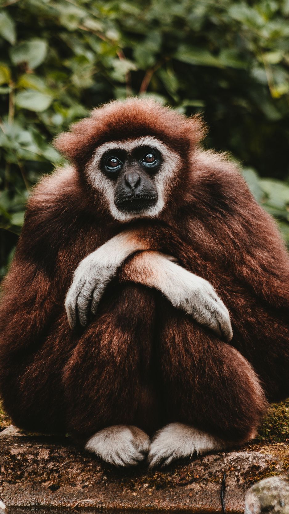 Gibbon Wallpapers