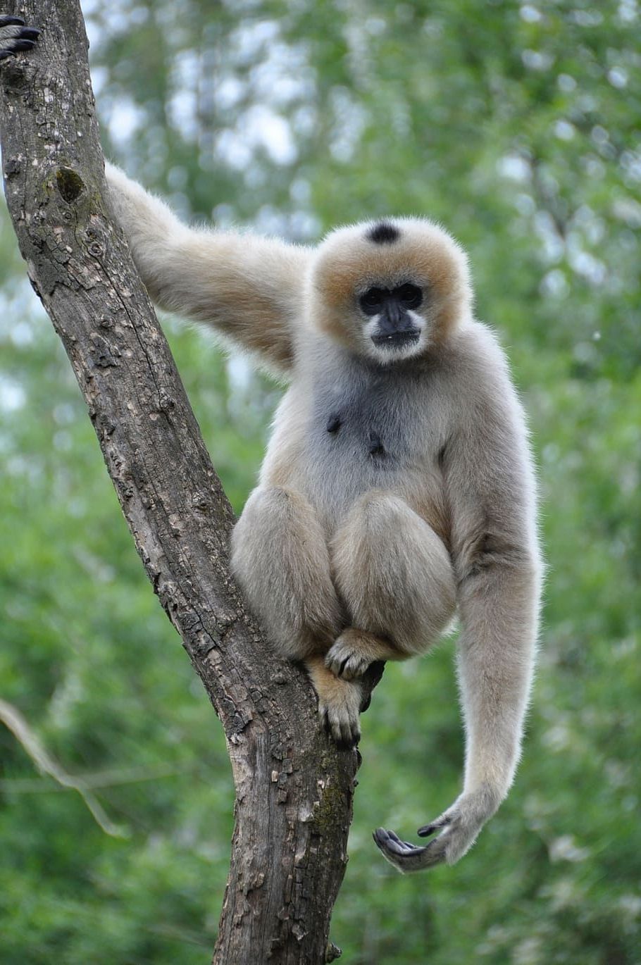 Gibbon Wallpapers