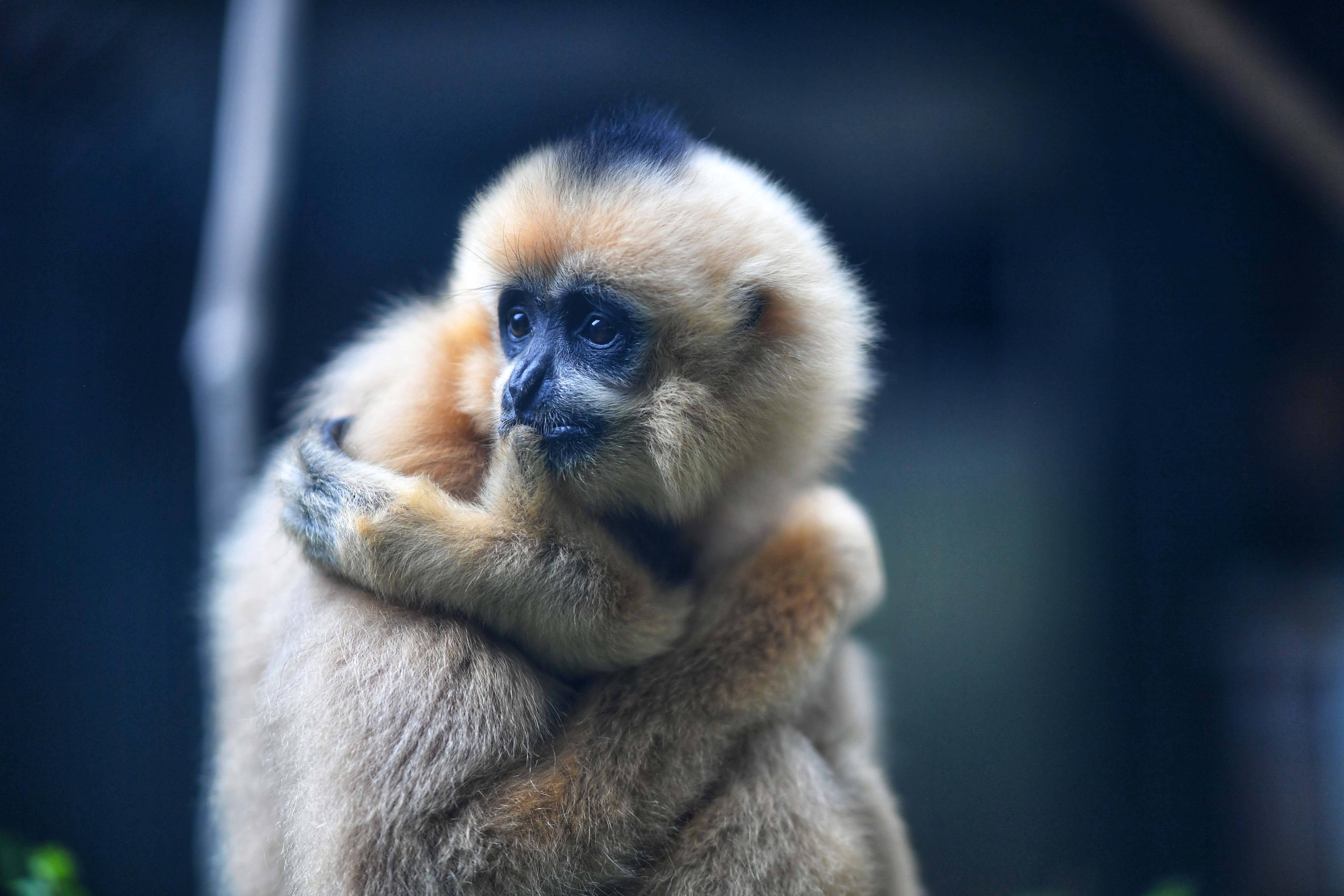 Gibbon Wallpapers