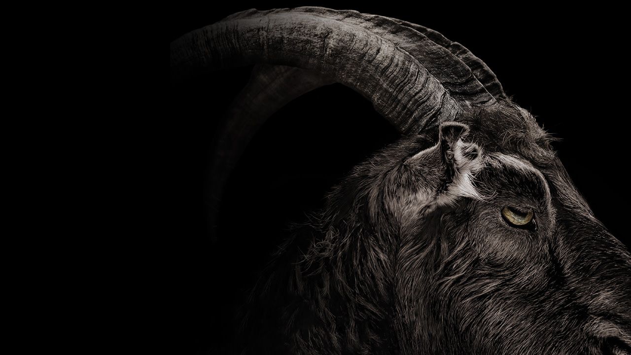 Goats Wallpapers