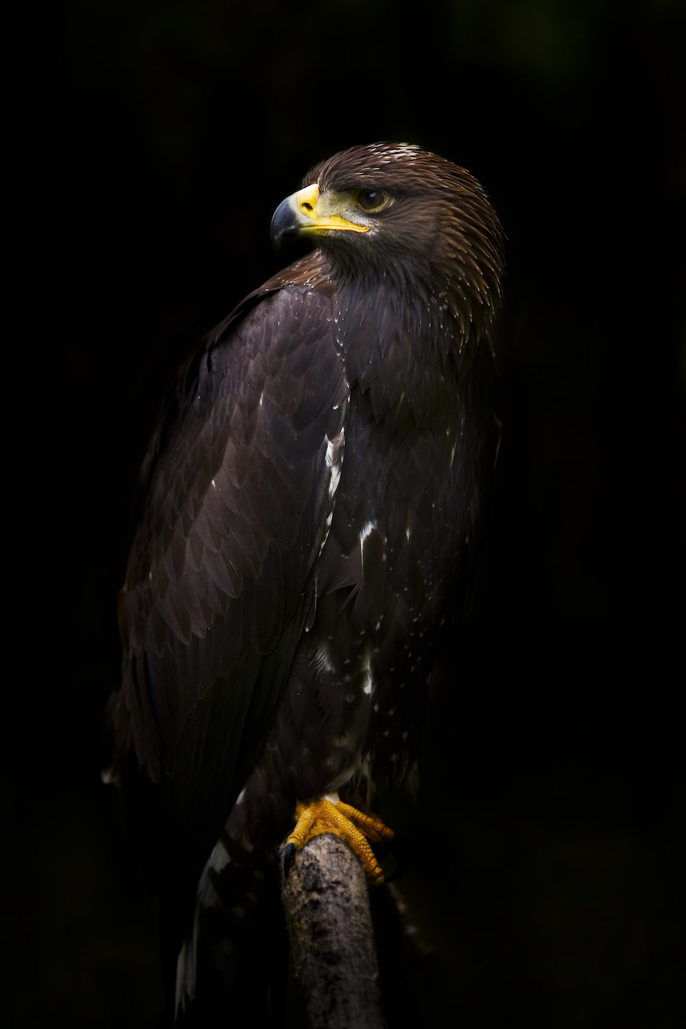 Golden Eagle Wallpapers