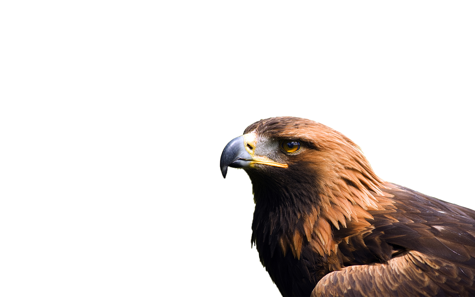 Golden Eagle Wallpapers