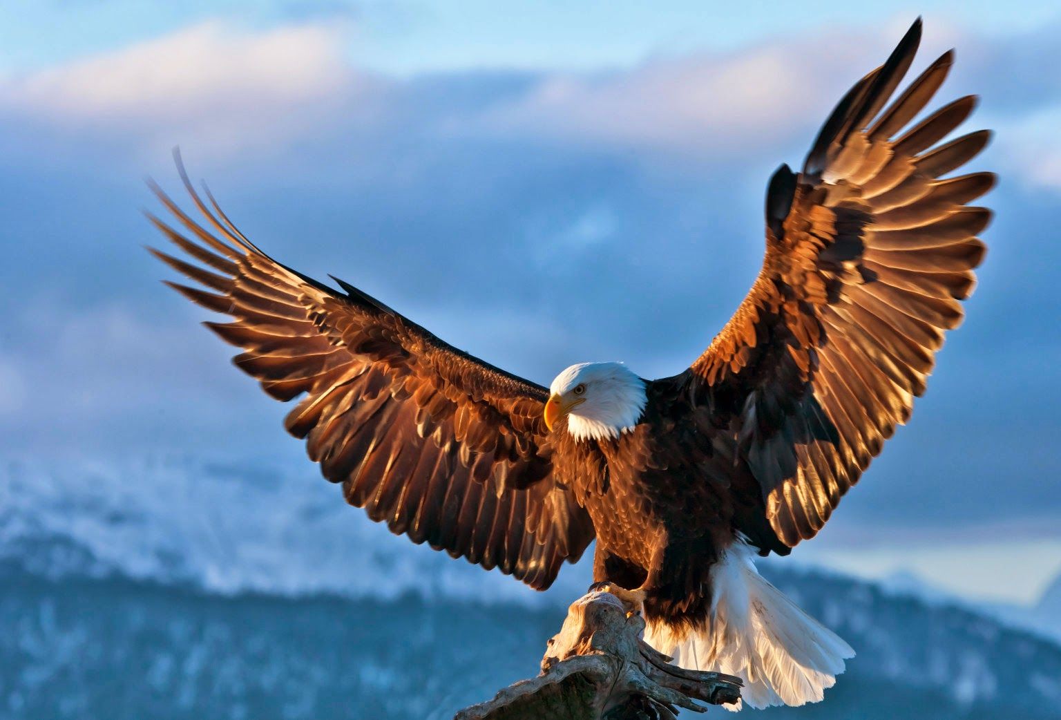 Golden Eagle Wallpapers