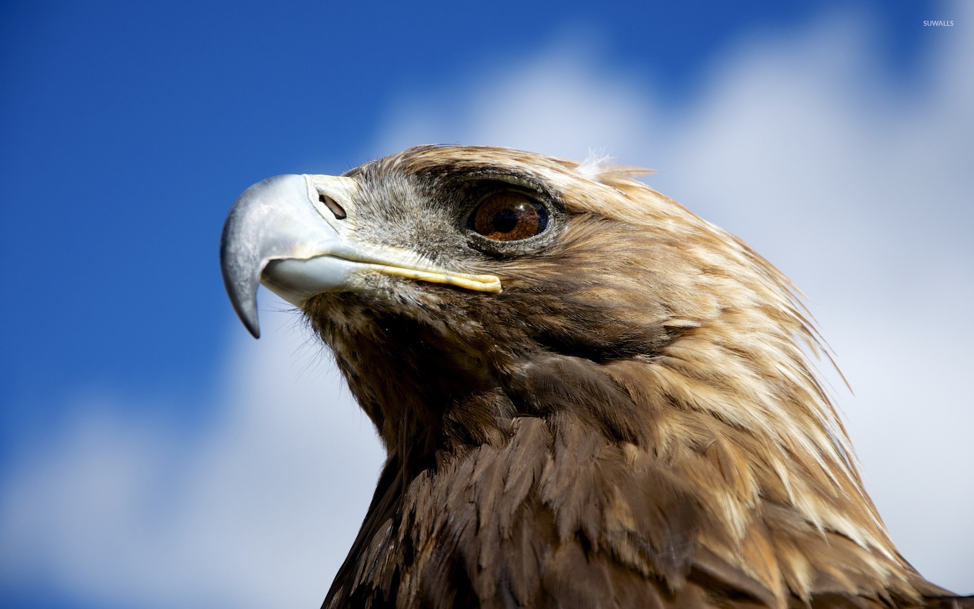 Golden Eagle Wallpapers