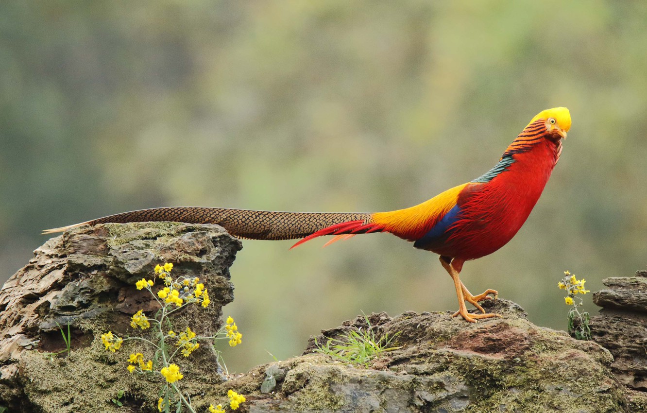 Golden Pheasant Wallpapers