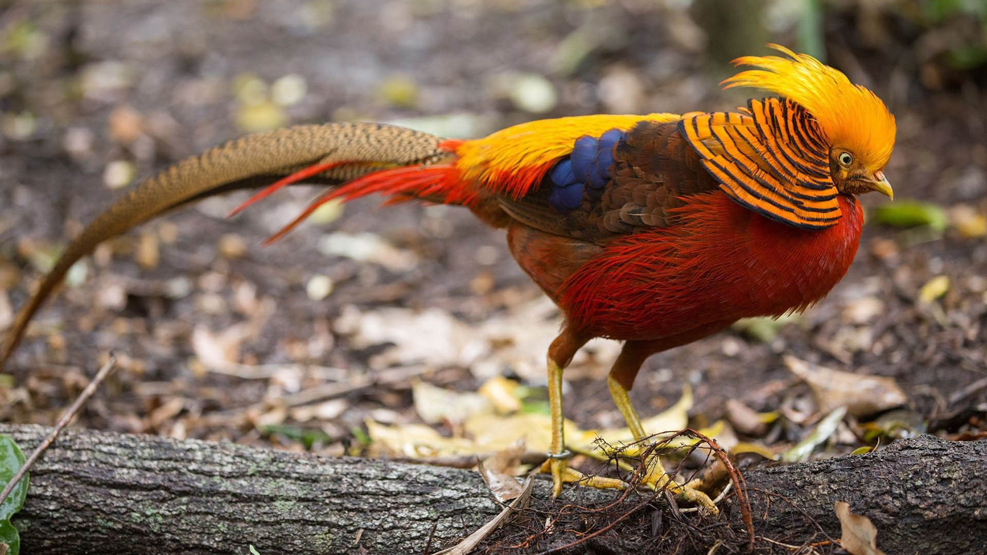 Golden Pheasant Wallpapers