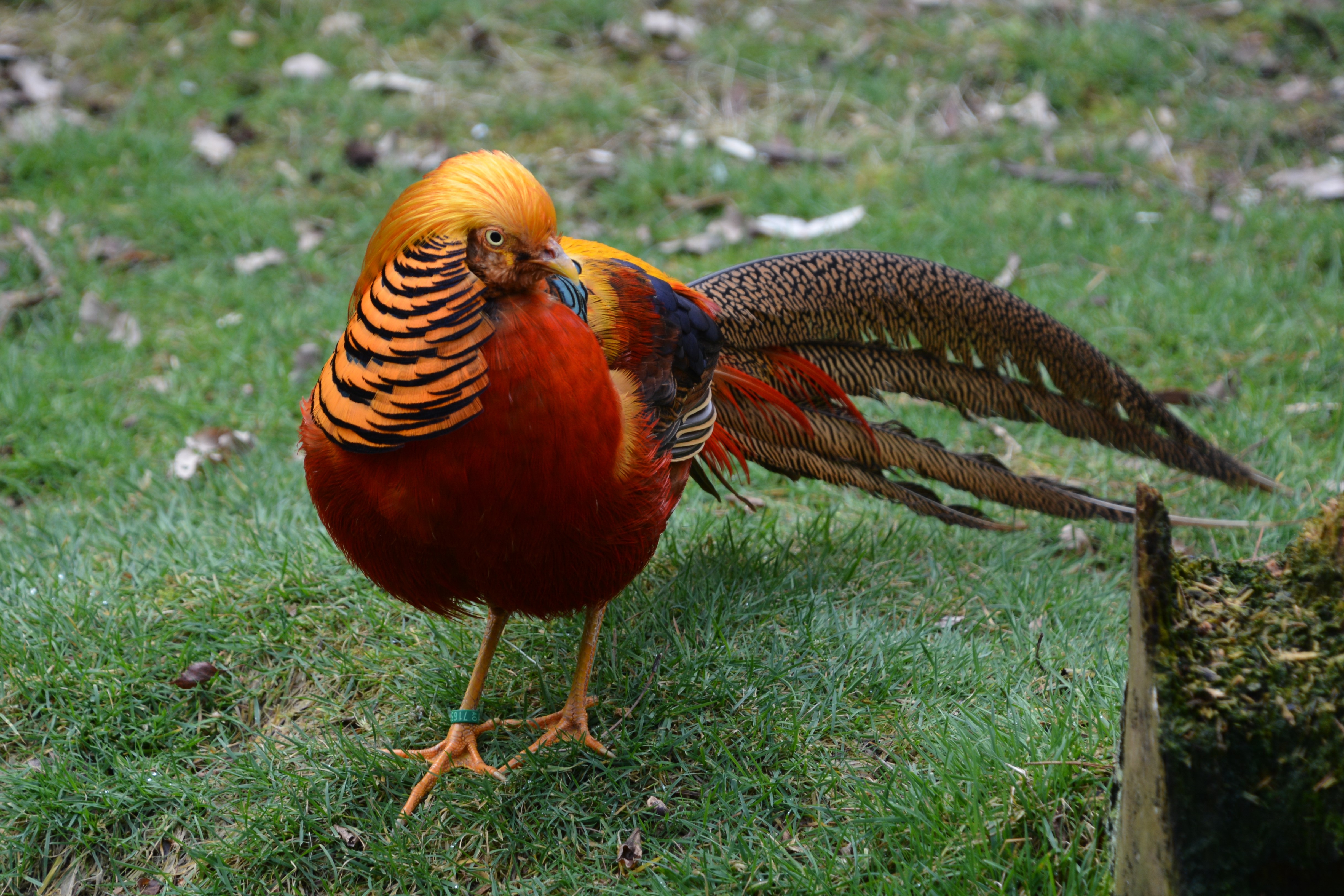 Golden Pheasant Wallpapers