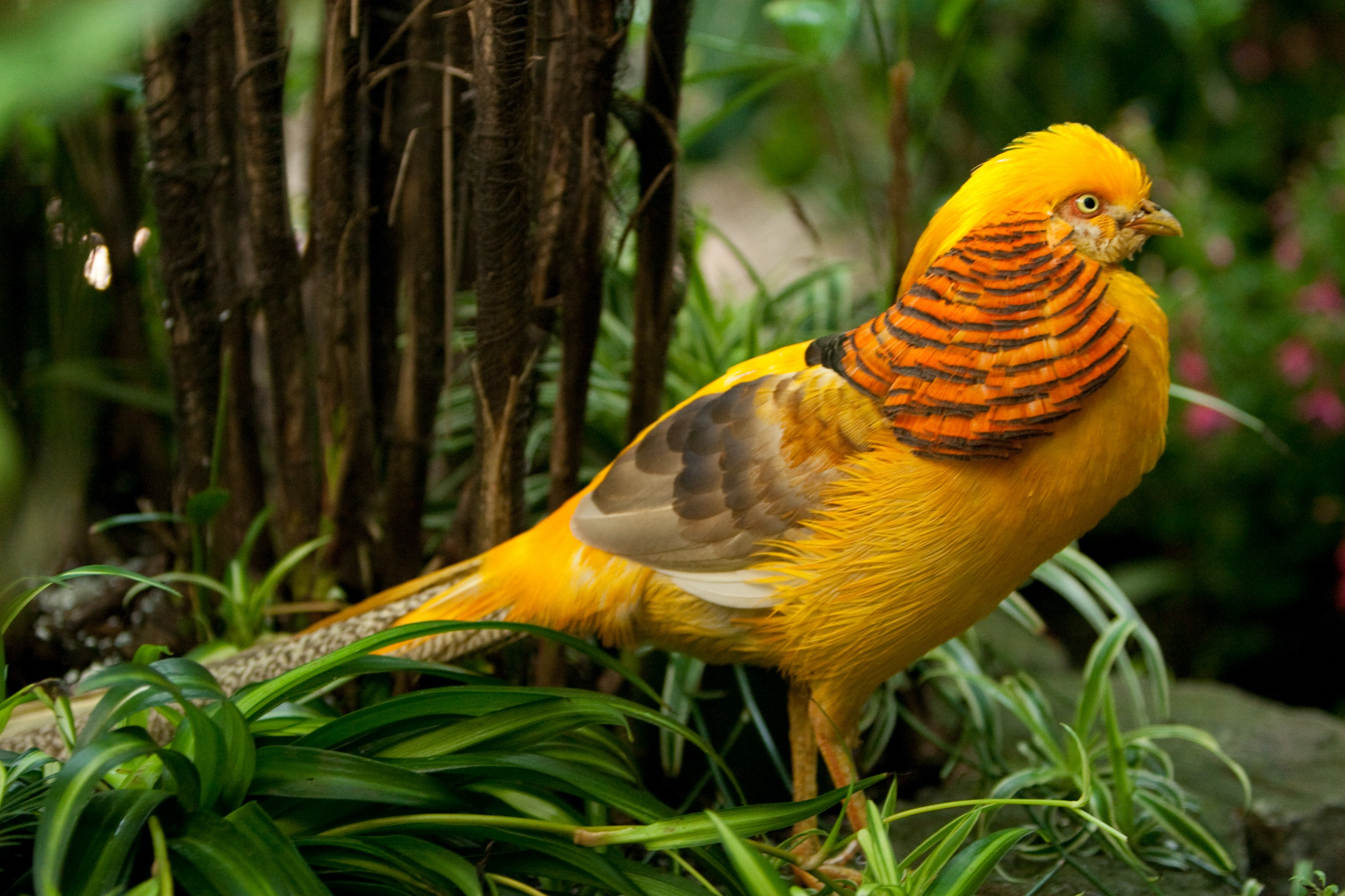 Golden Pheasant Wallpapers