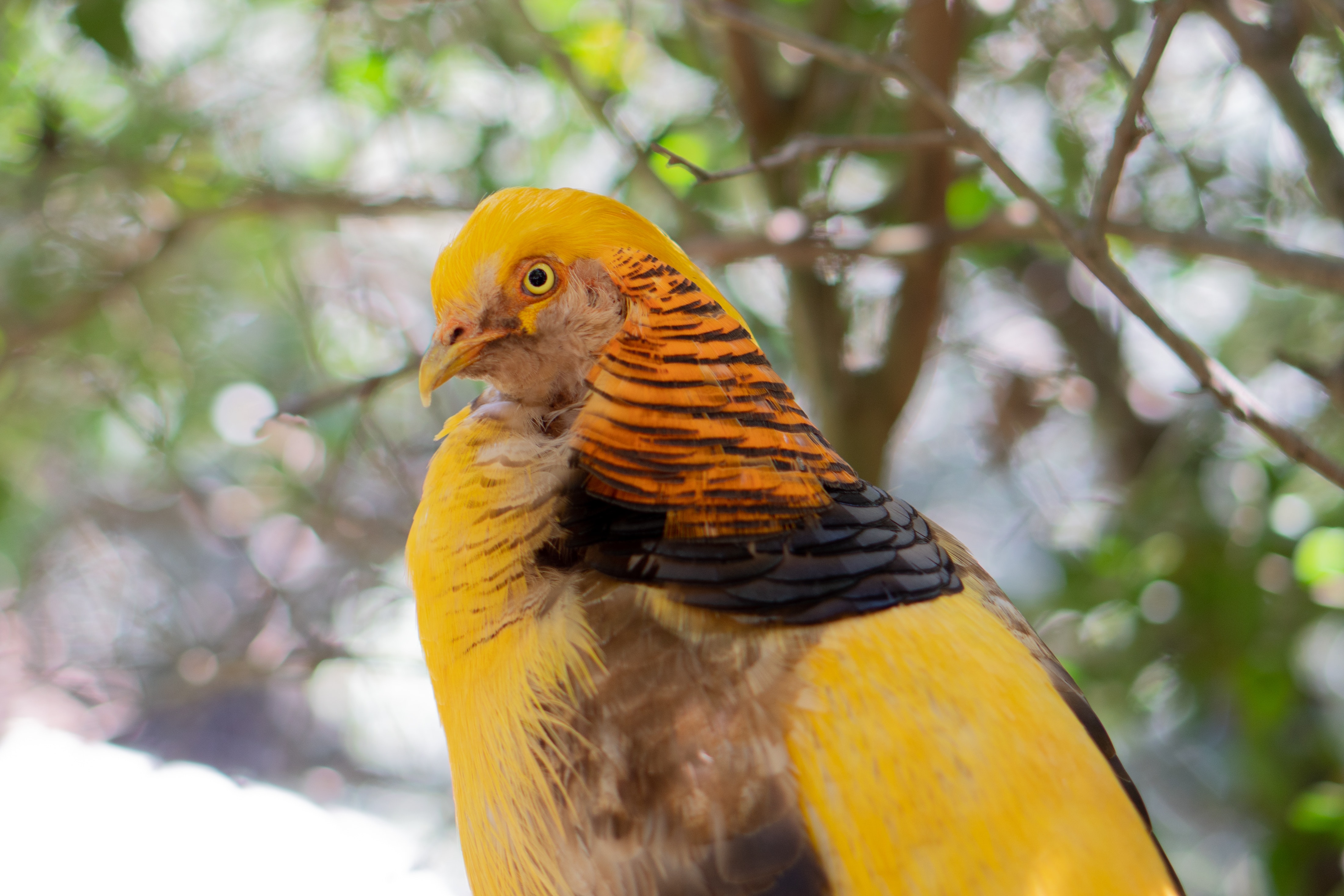 Golden Pheasant Wallpapers