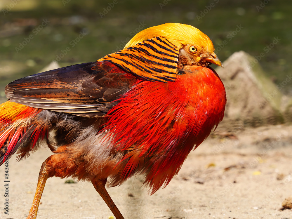 Golden Pheasant Wallpapers