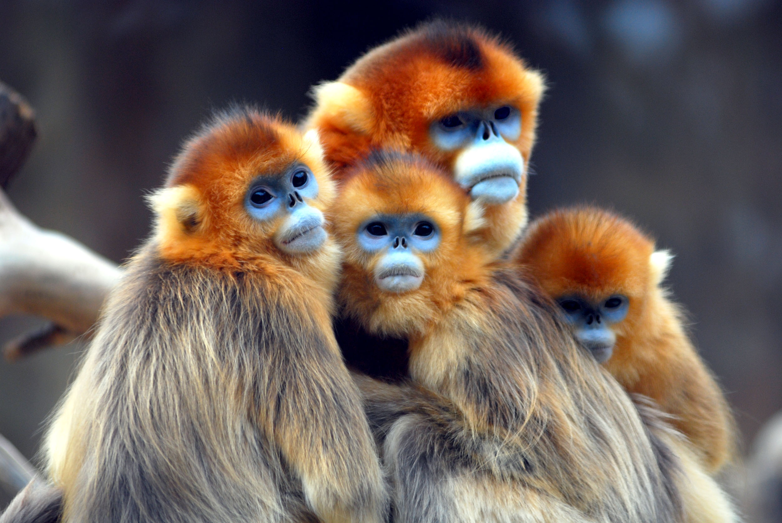 Golden Snub-Nosed Monkey Wallpapers