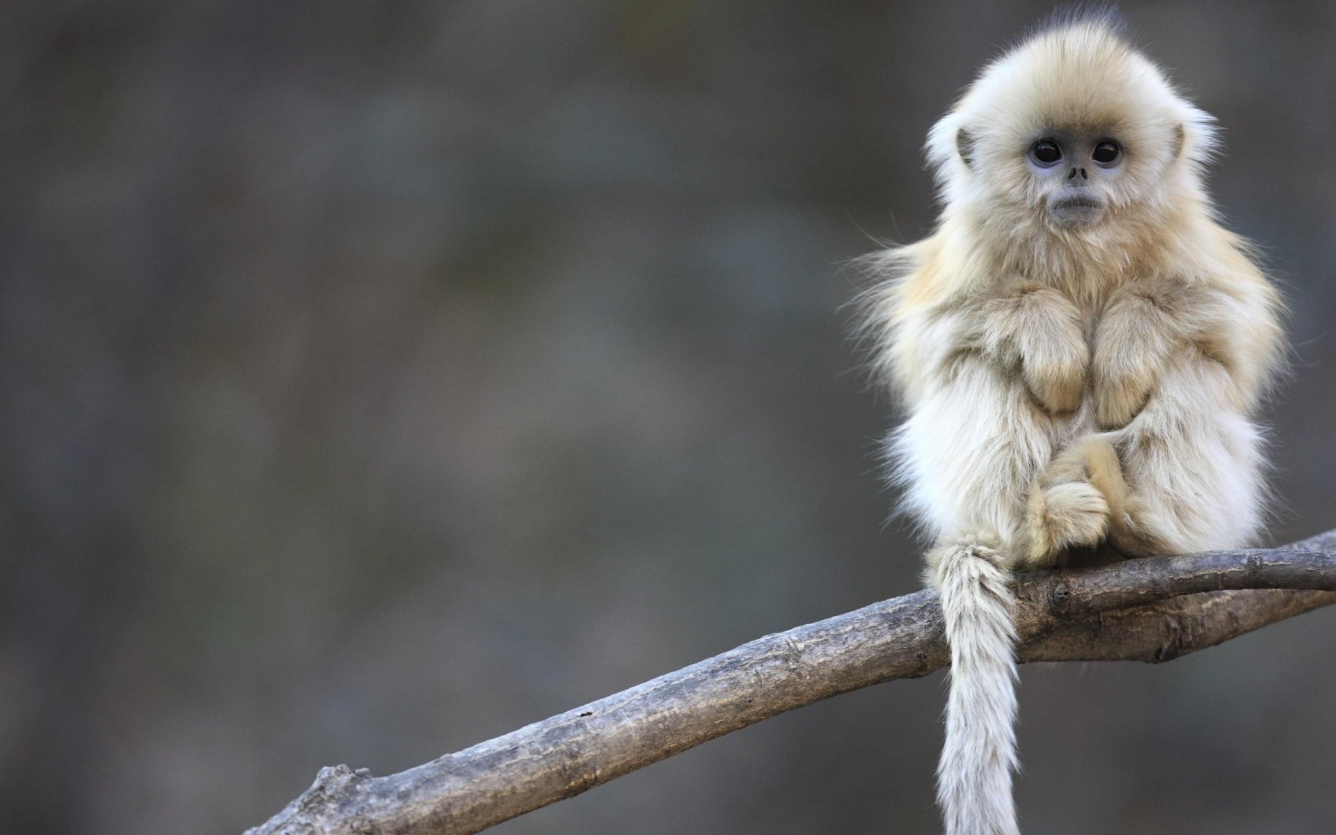 Golden Snub-Nosed Monkey Wallpapers