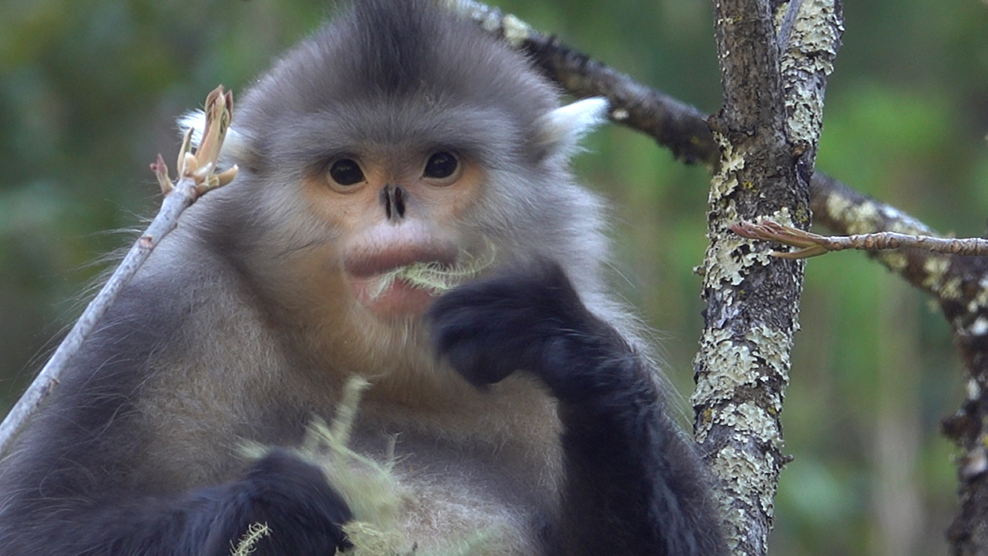 Golden Snub-Nosed Monkey Wallpapers